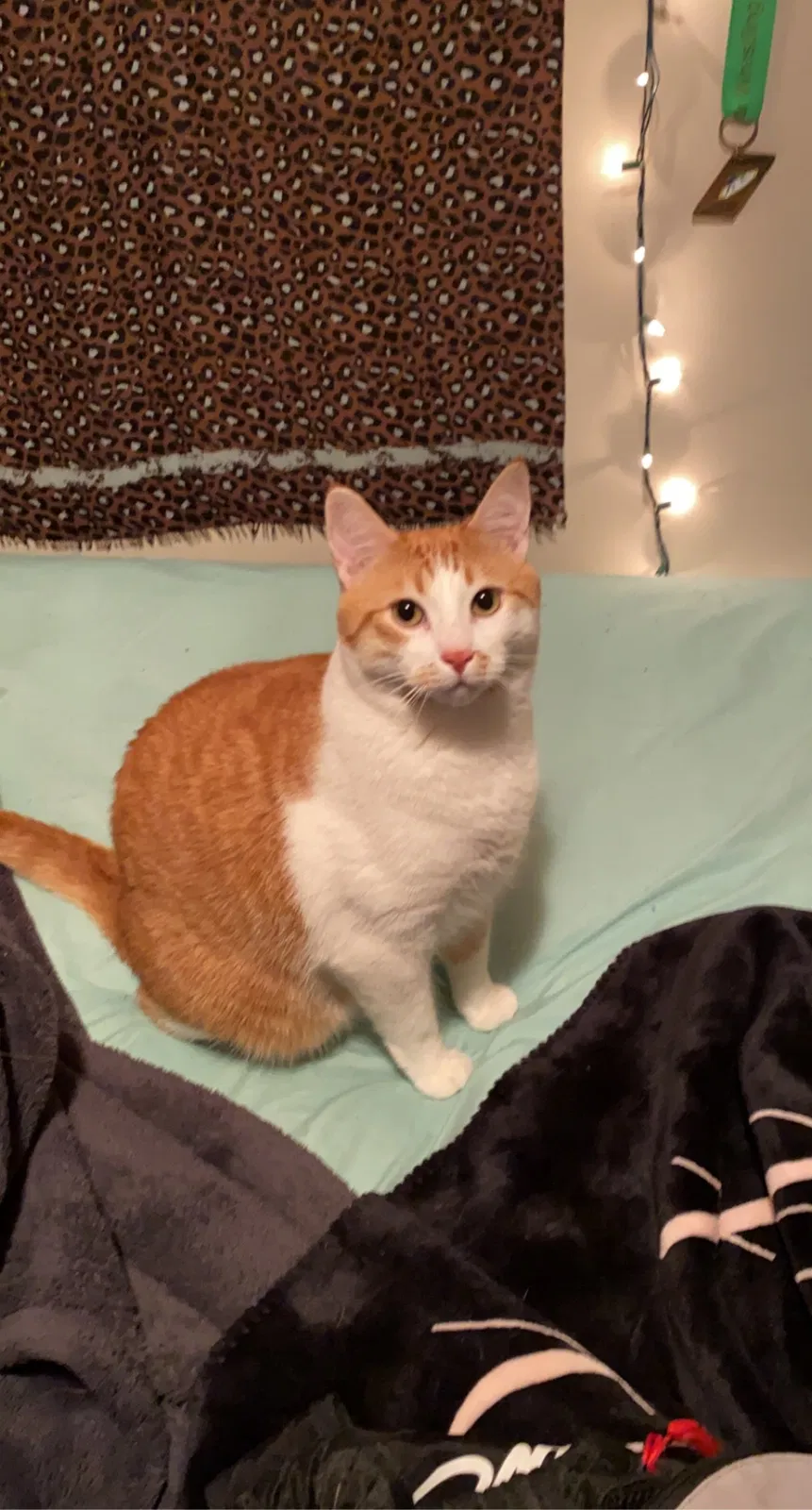 Lost cat in Unknown, AL, 0
