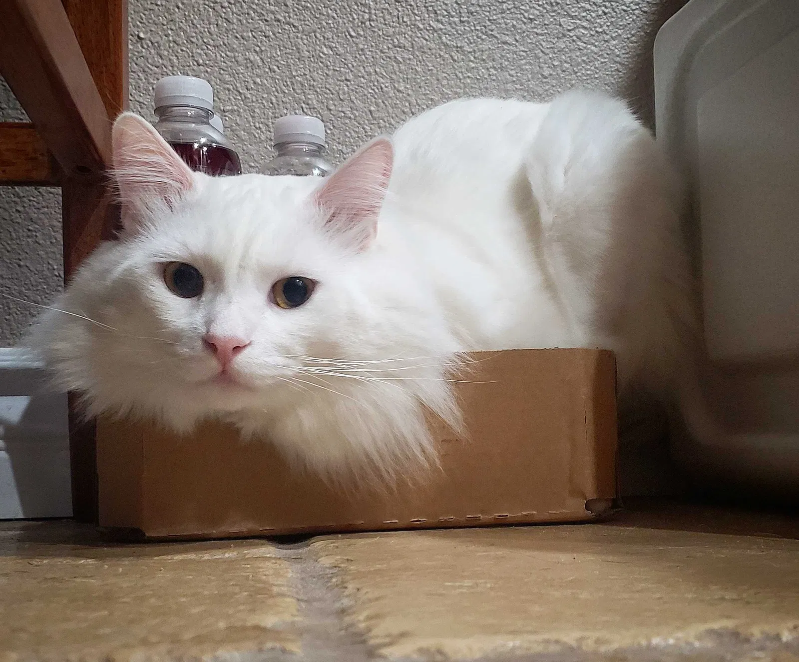 Lost cat in Escondido, CA, 92026