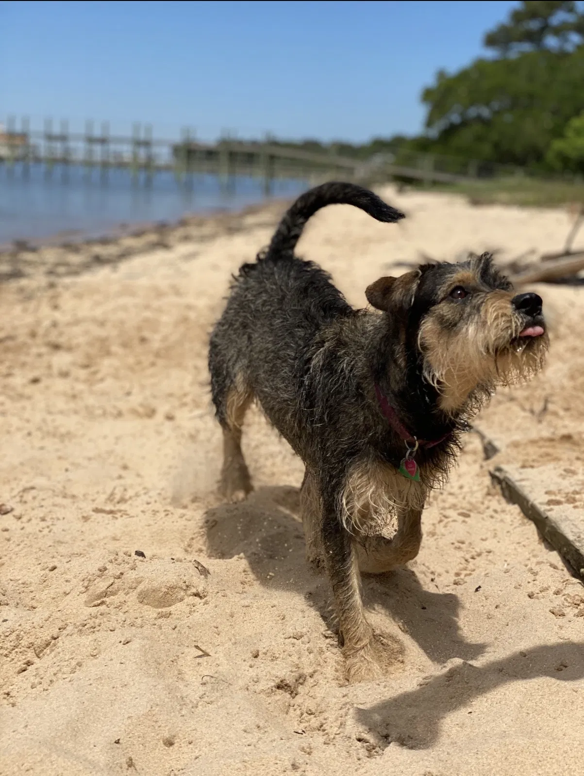 Lost dog in Fairhope, AL, 36532