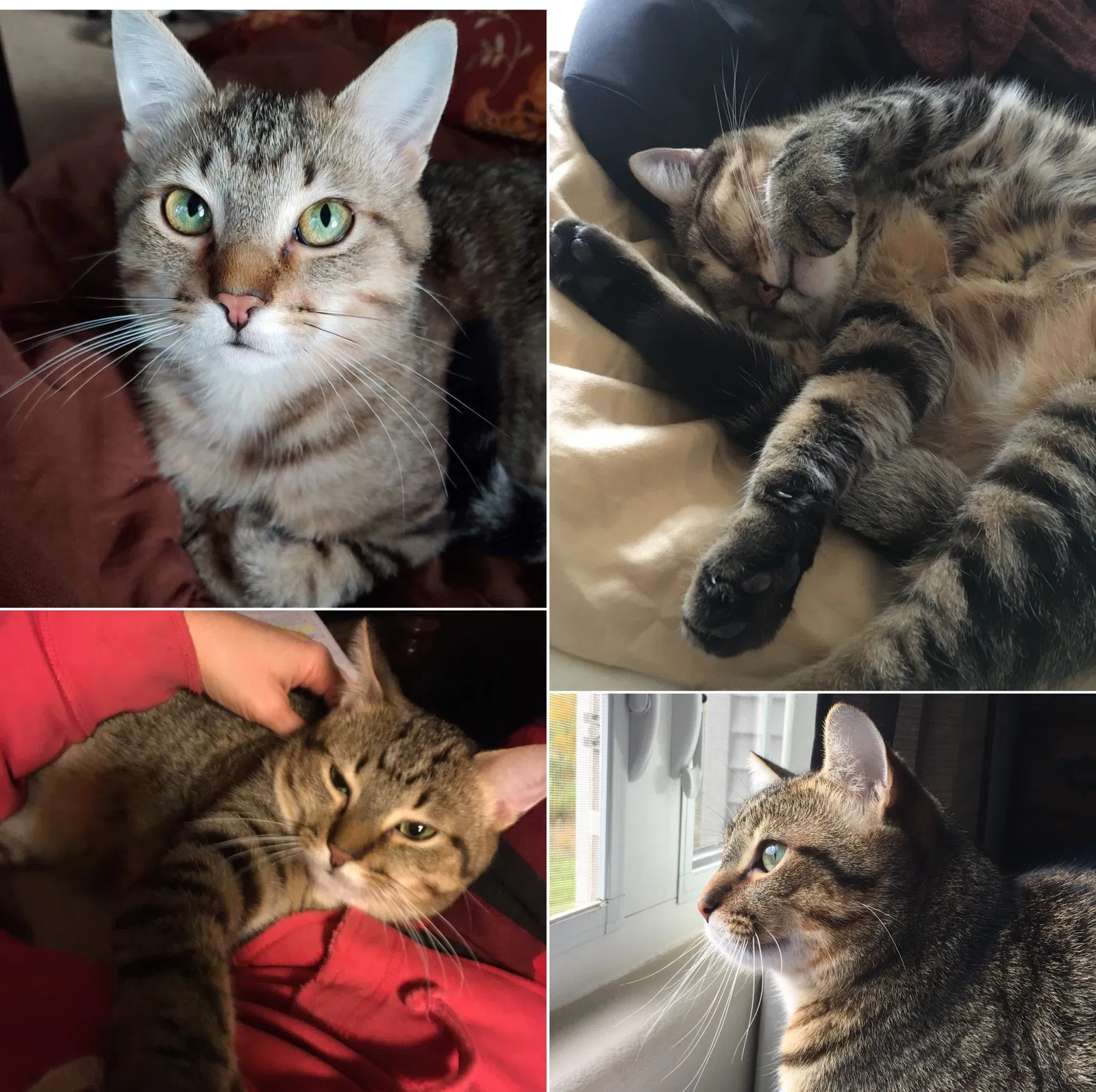 Lost cat in Rockford, IL, 61107