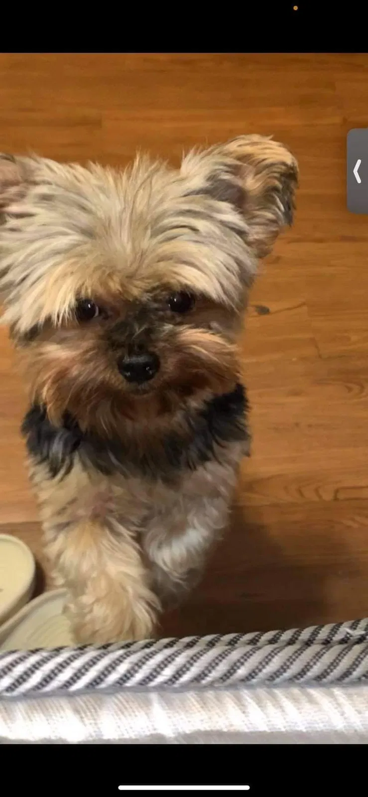 Lost dog in Huntsville, AL, 35805