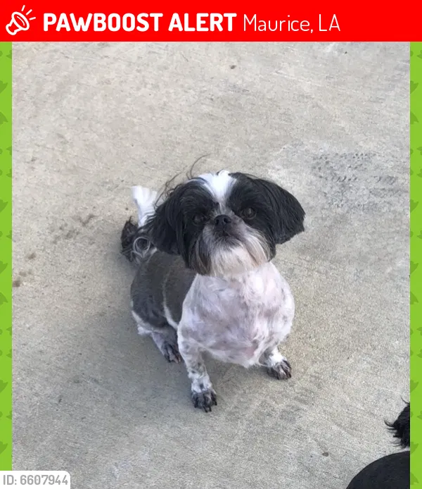 Lost dog in Maurice, LA, 70555