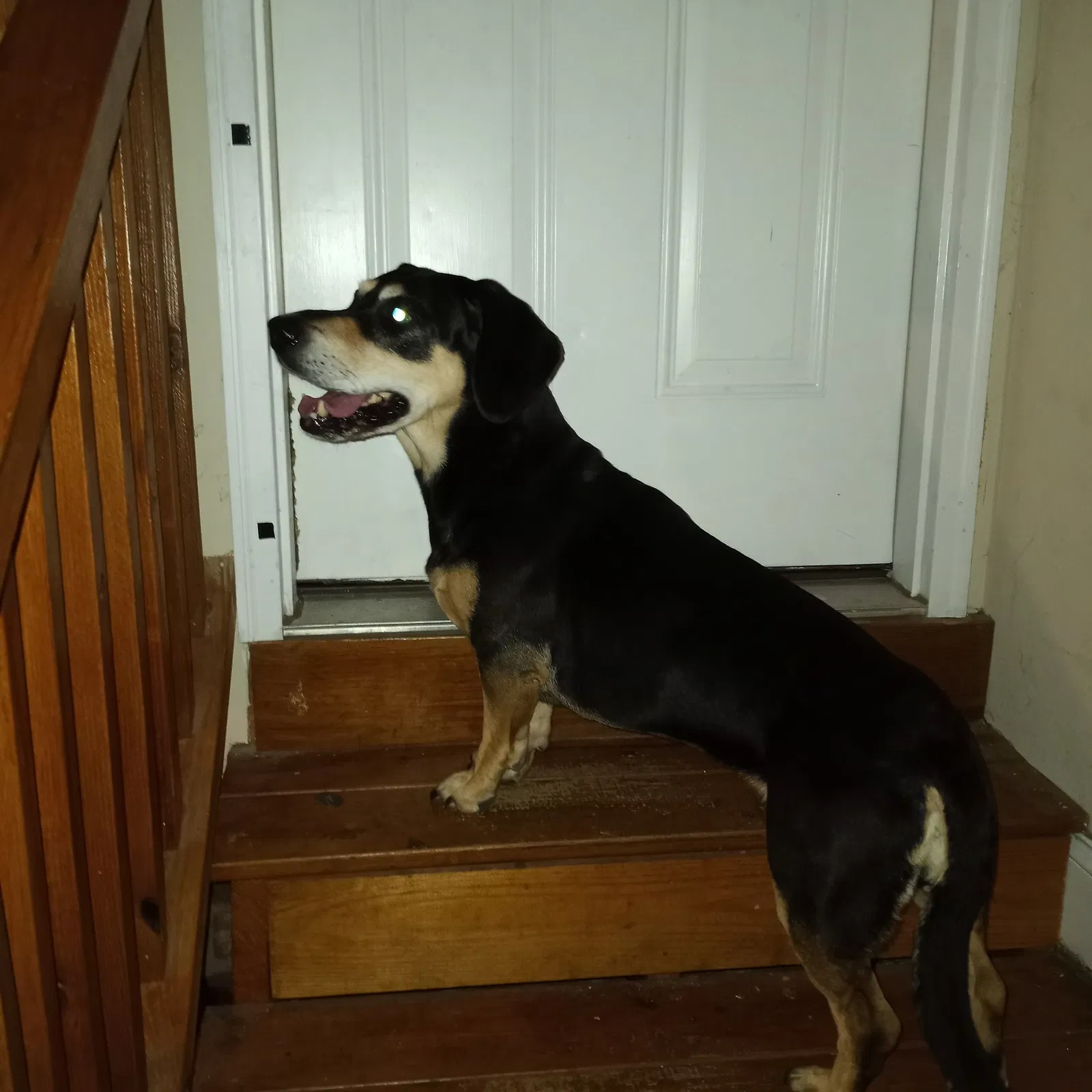 Found dog in Hope Mills, NC, 28348
