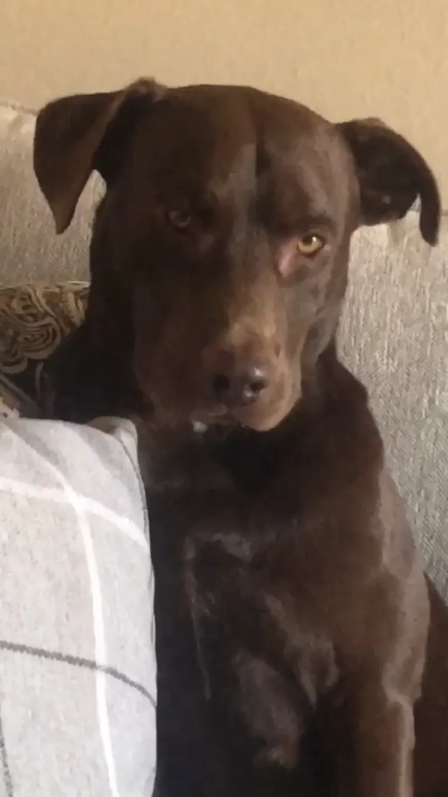 Lost dog in Odessa, TX, 79764