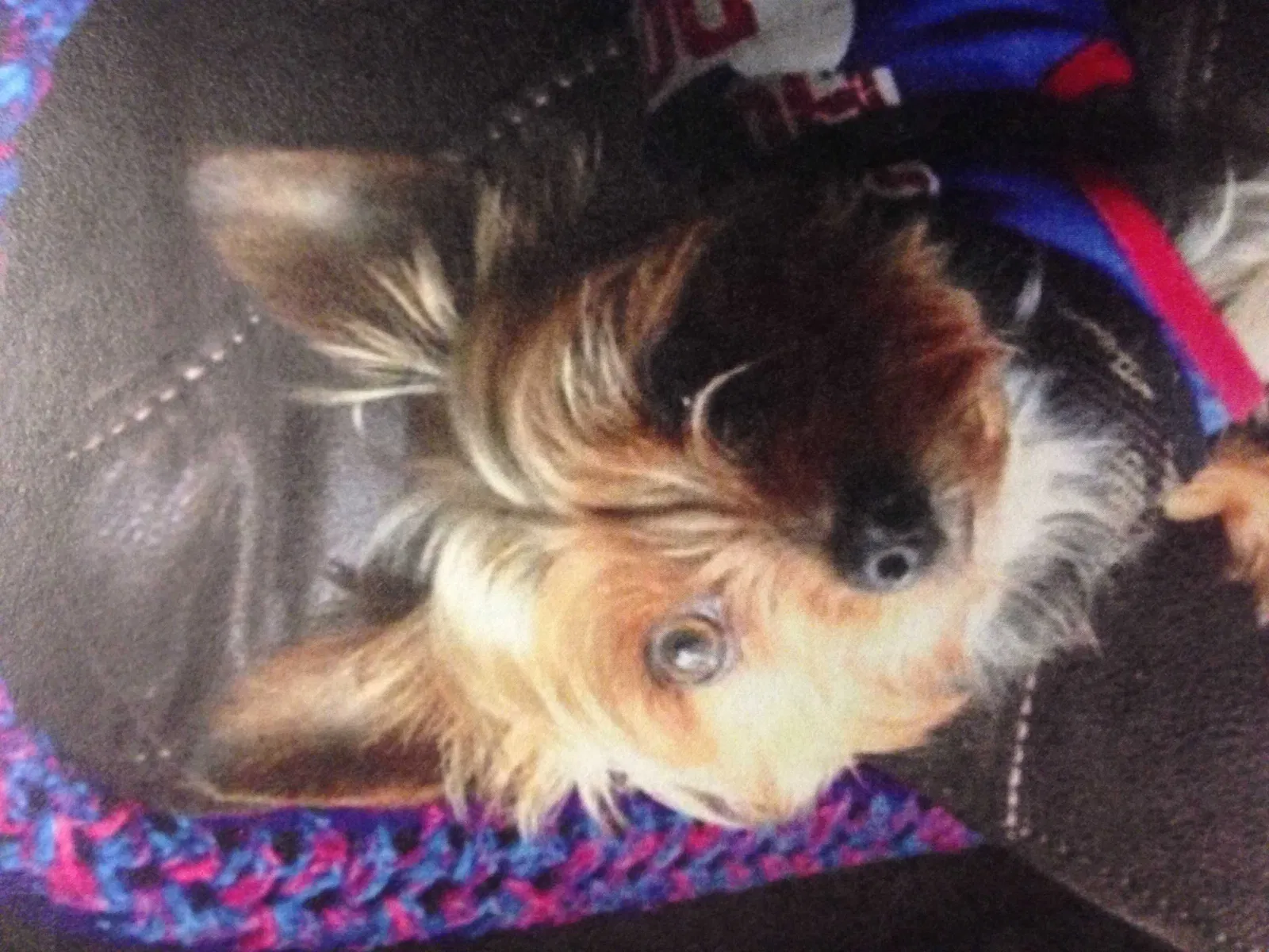 Lost dog in Texarkana, TX, 75503