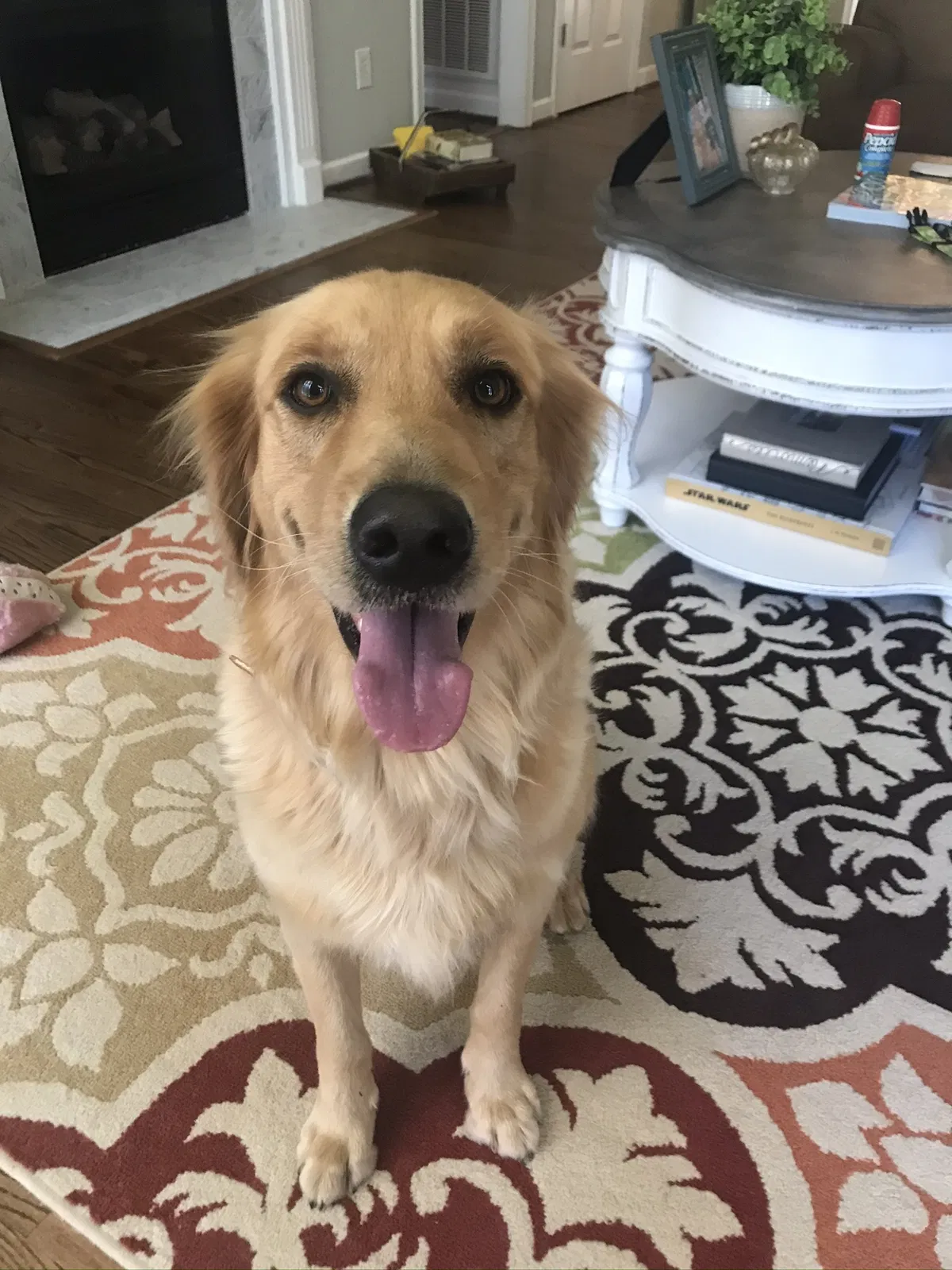 Lost dog in Simpsonville, SC, 29681