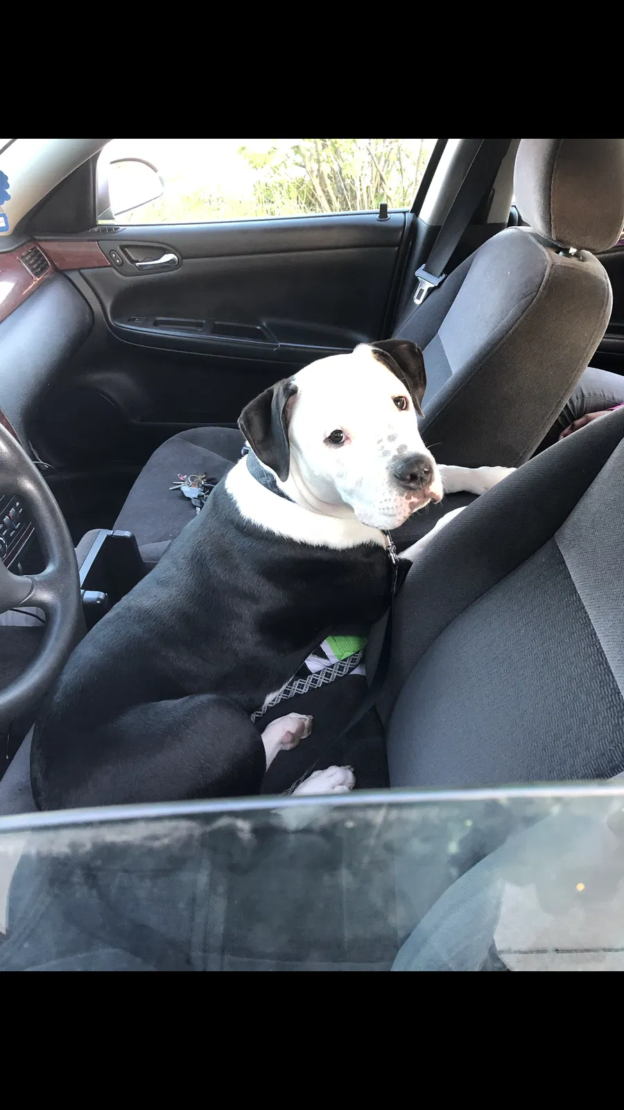 Lost dog in Toledo, OH, 43608