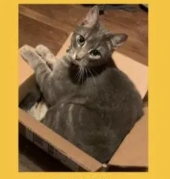 Lost cat in Needham, MA, 2492