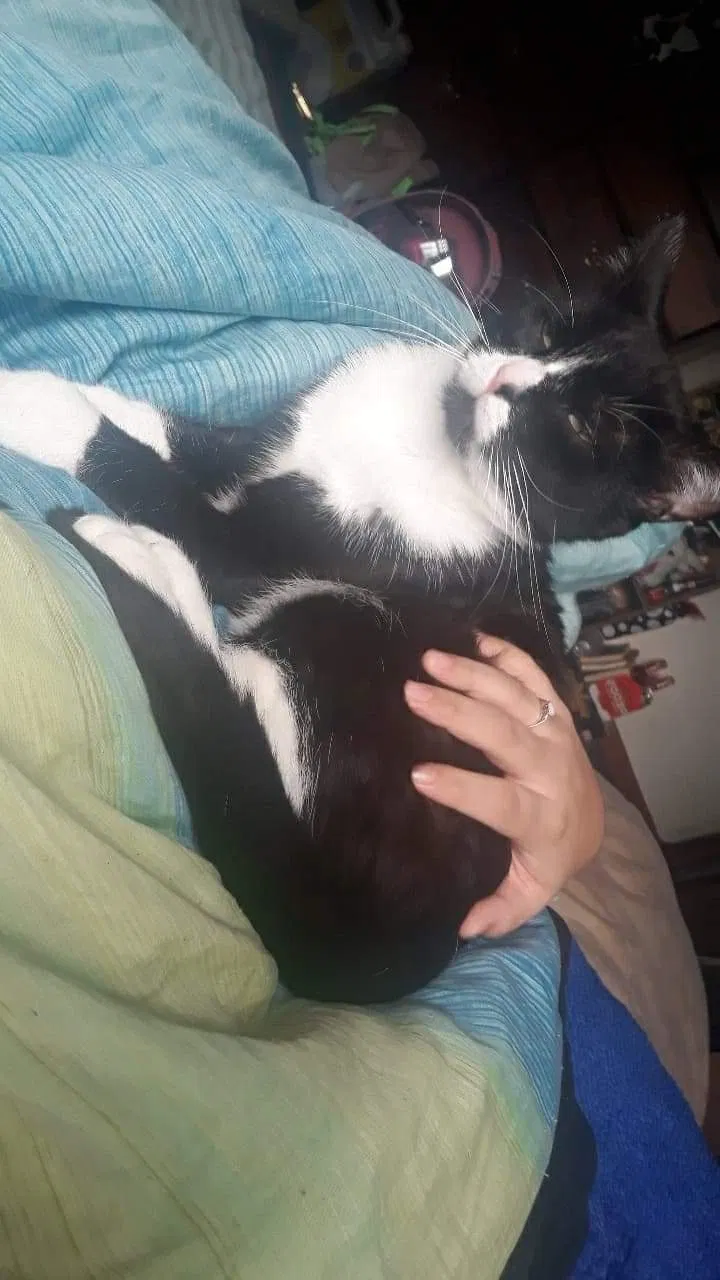 Lost cat in Lake City, TN, 37769