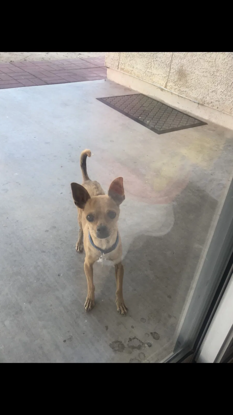 Lost dog in Tucson, AZ, 85741