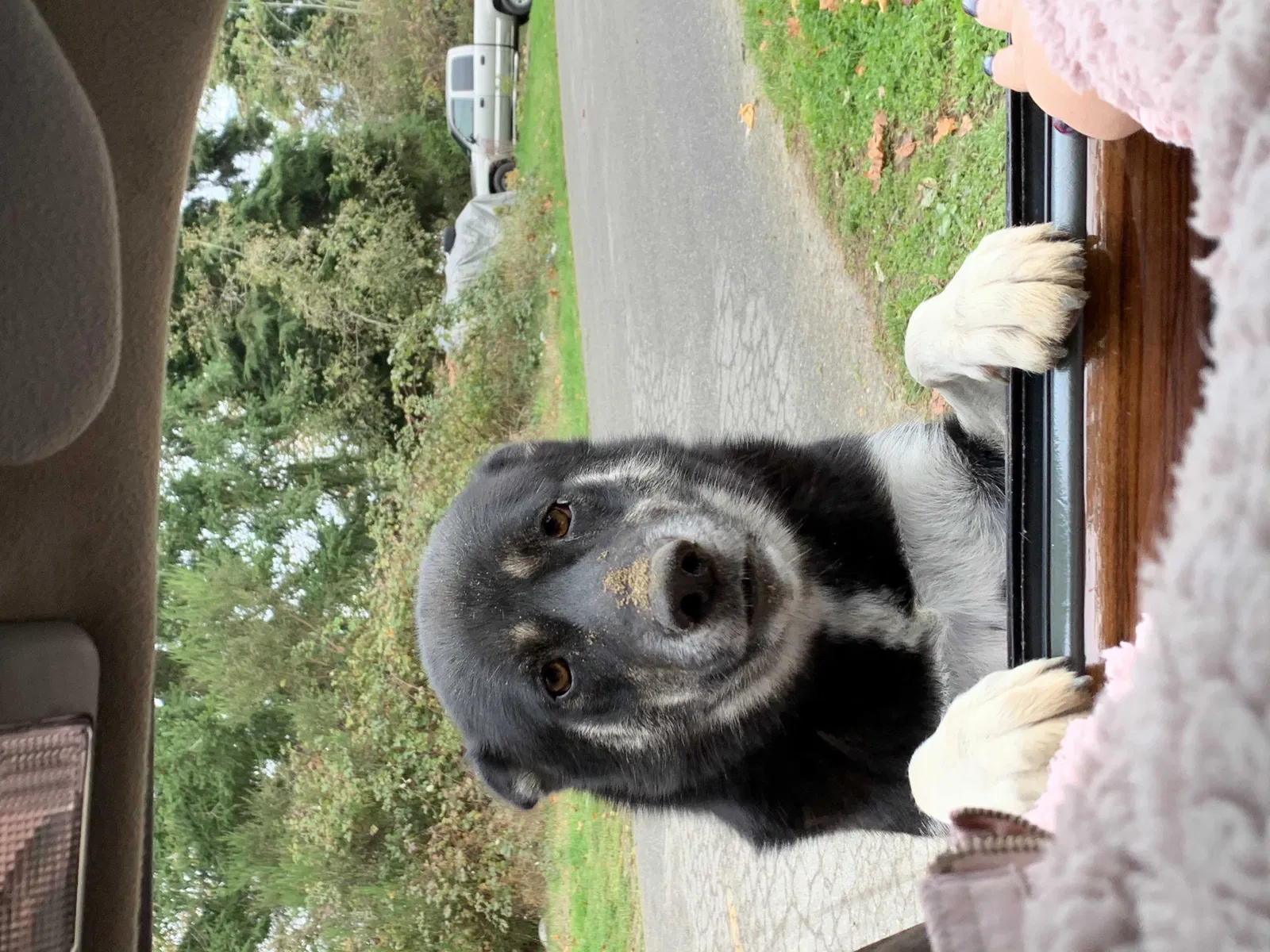 Lost dog in Kingston, WA, 98346