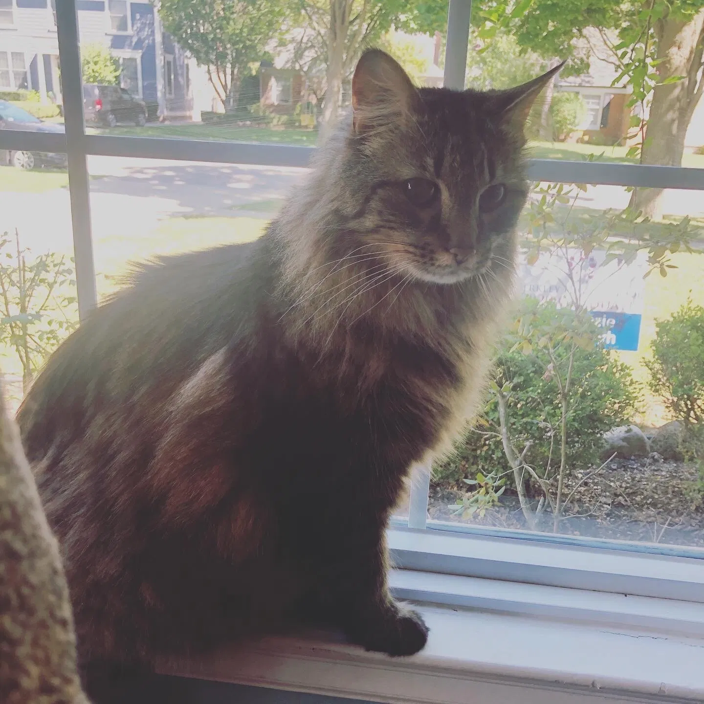 Lost cat in Birmingham, MI, 48009