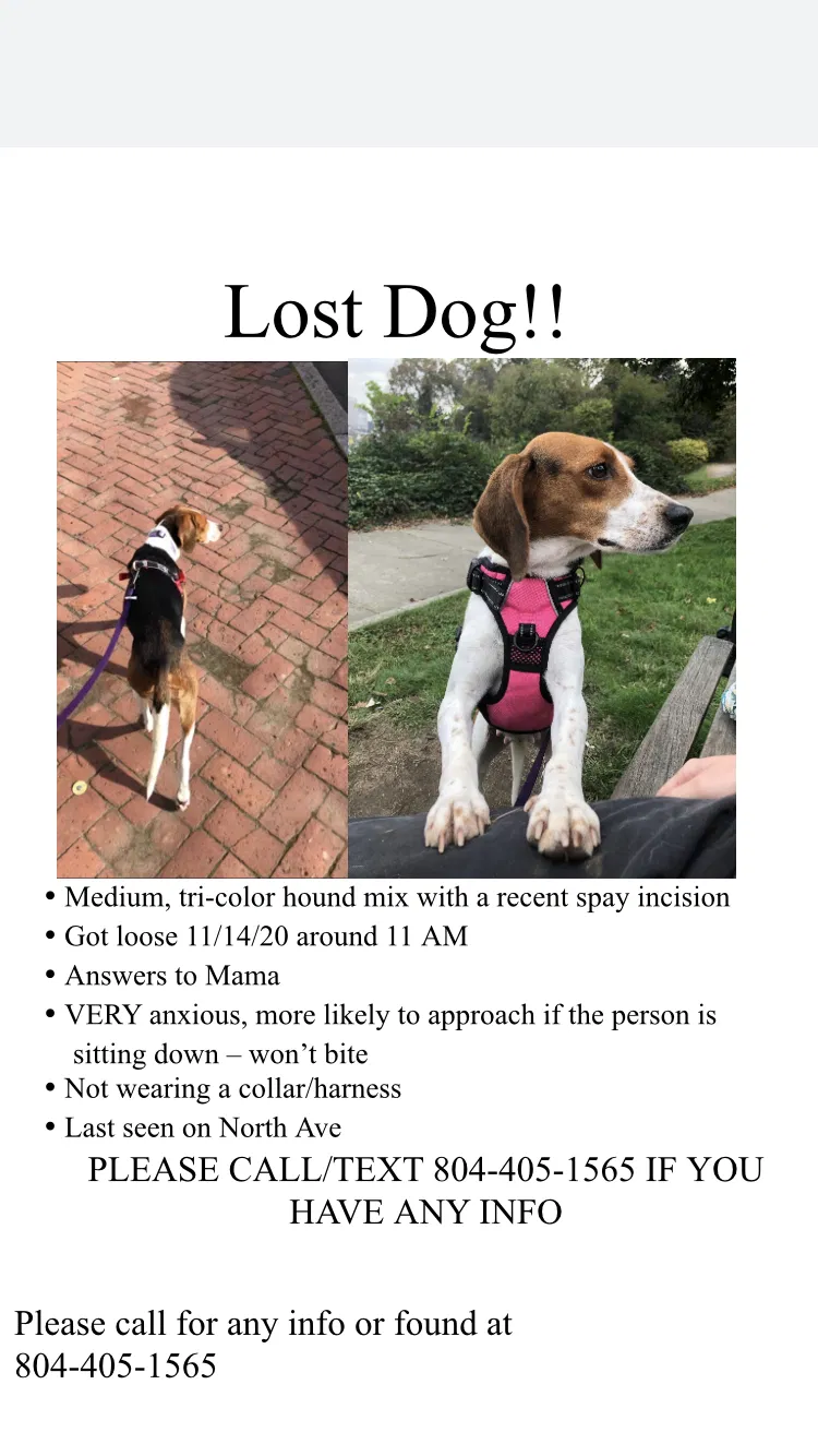 Lost dog in Richmond, VA, 23220
