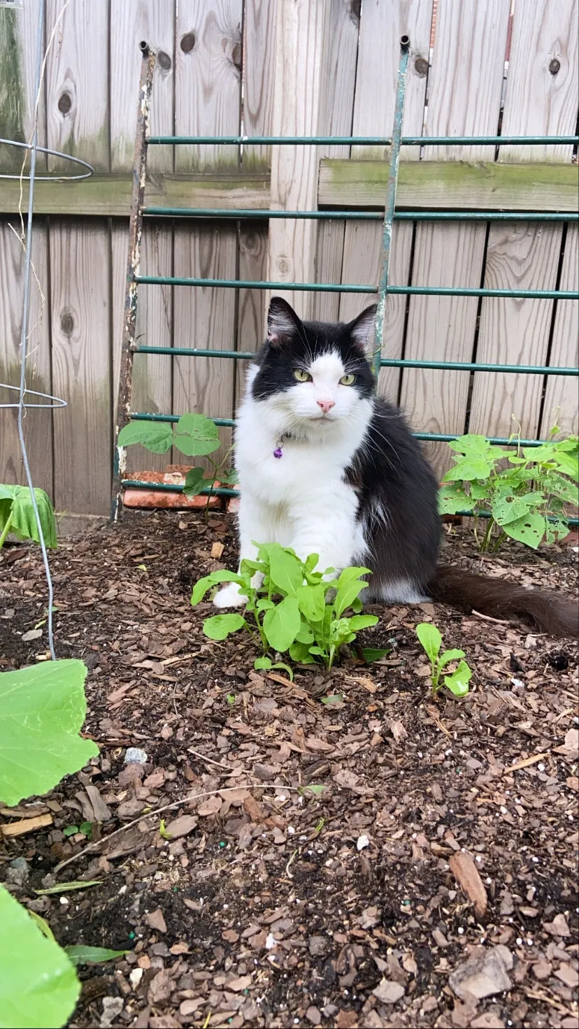 Lost cat in Richmond, VA, 23220