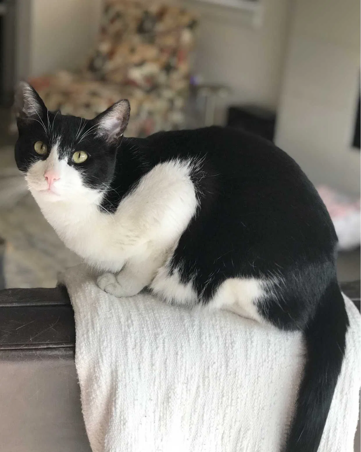 Lost cat in Denver, CO, 80209