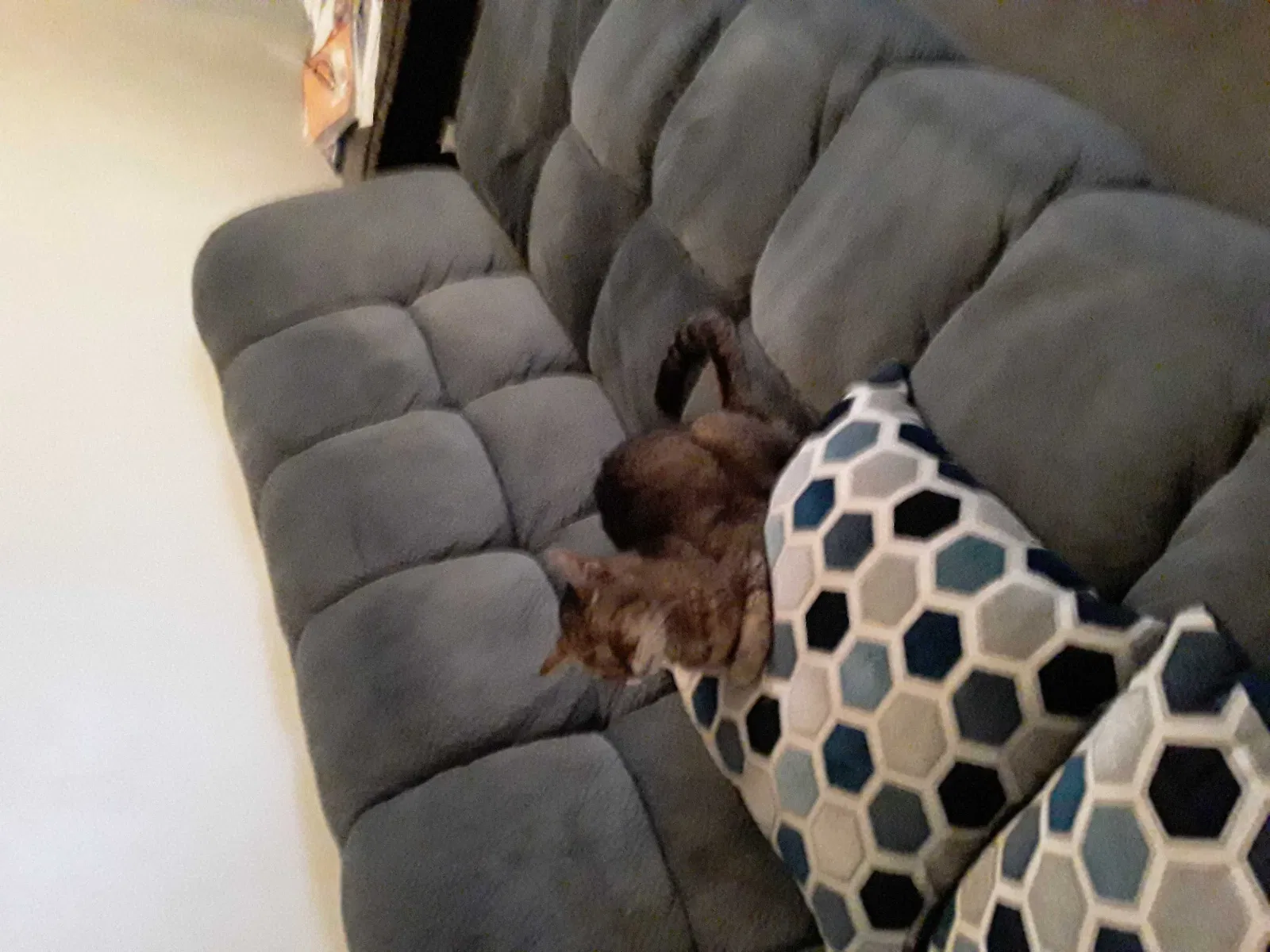Lost cat in Baltimore, MD, 21211