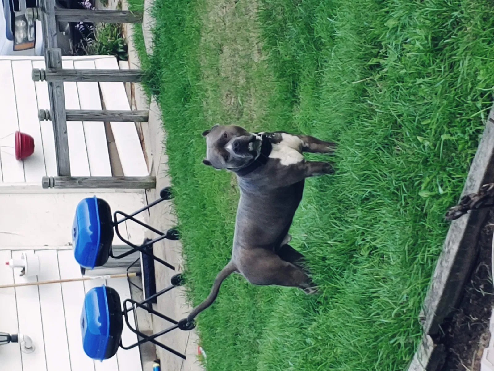 Lost dog in Milwaukee, WI, 53218