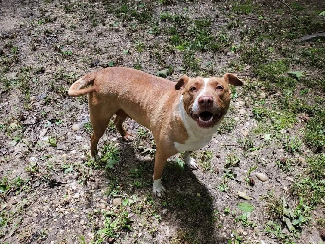 Lost dog in Randolph, AL, 36792