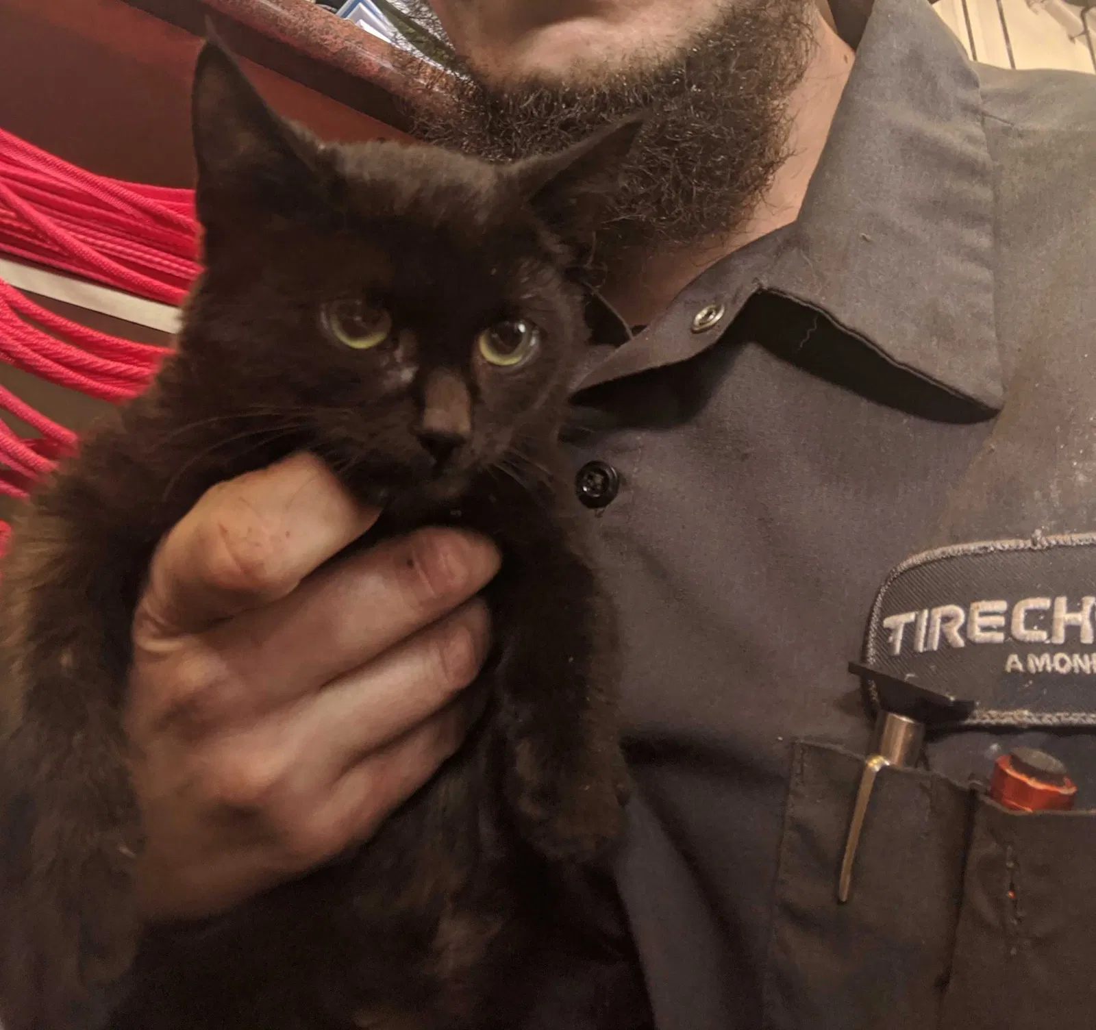 Lost cat in Easton, PA, 18045