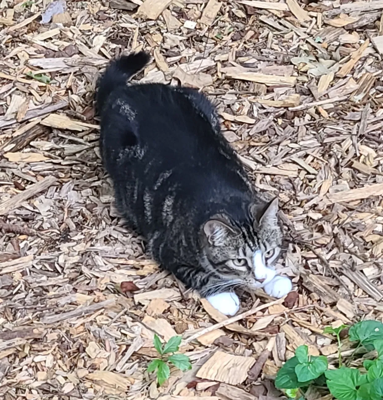 Lost cat in Lawrenceville, GA, 30044