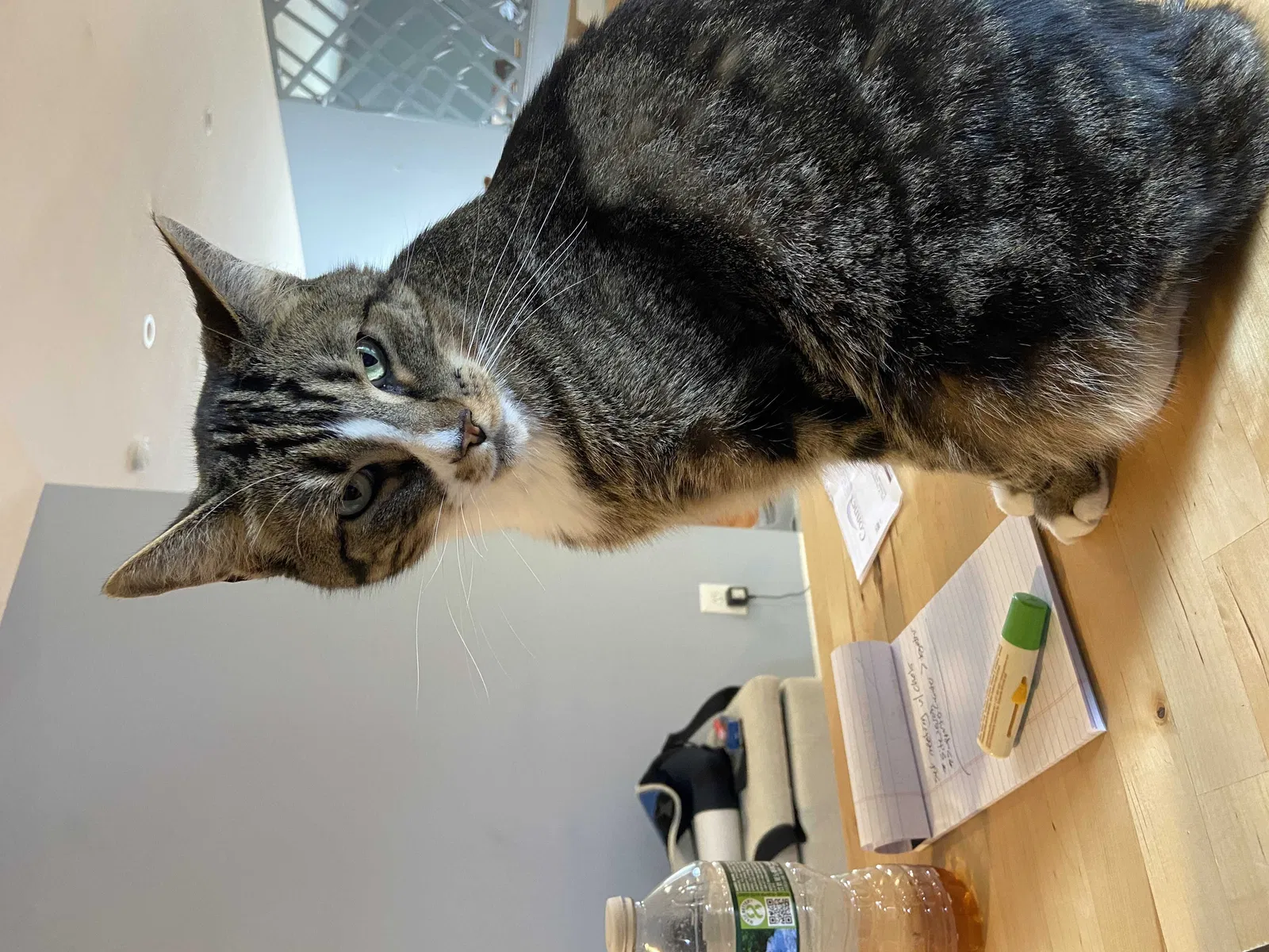 Lost cat in Middletown, CT, 6457