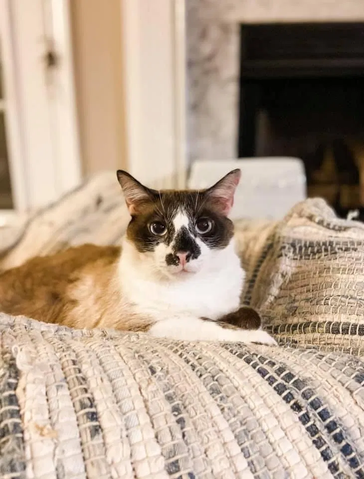 Lost cat in Hanahan, SC, 29410