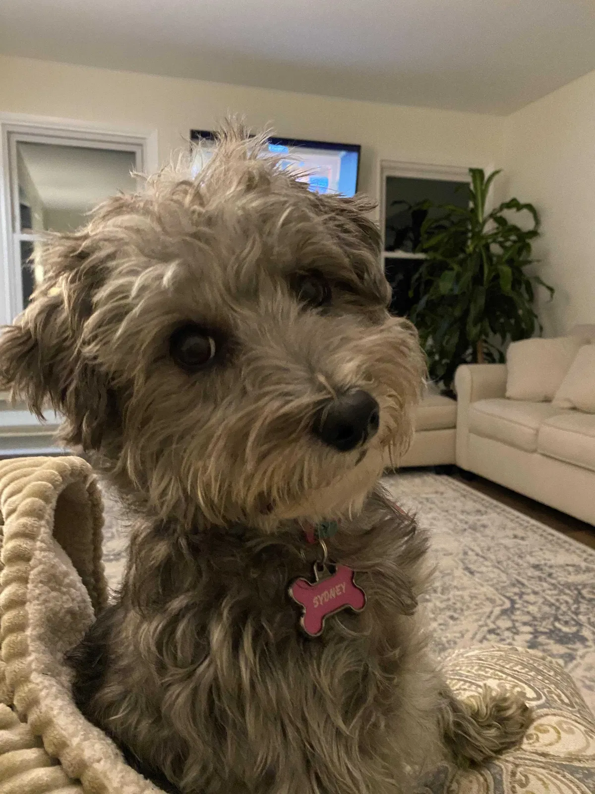 Lost dog in Troy, MI, 48098