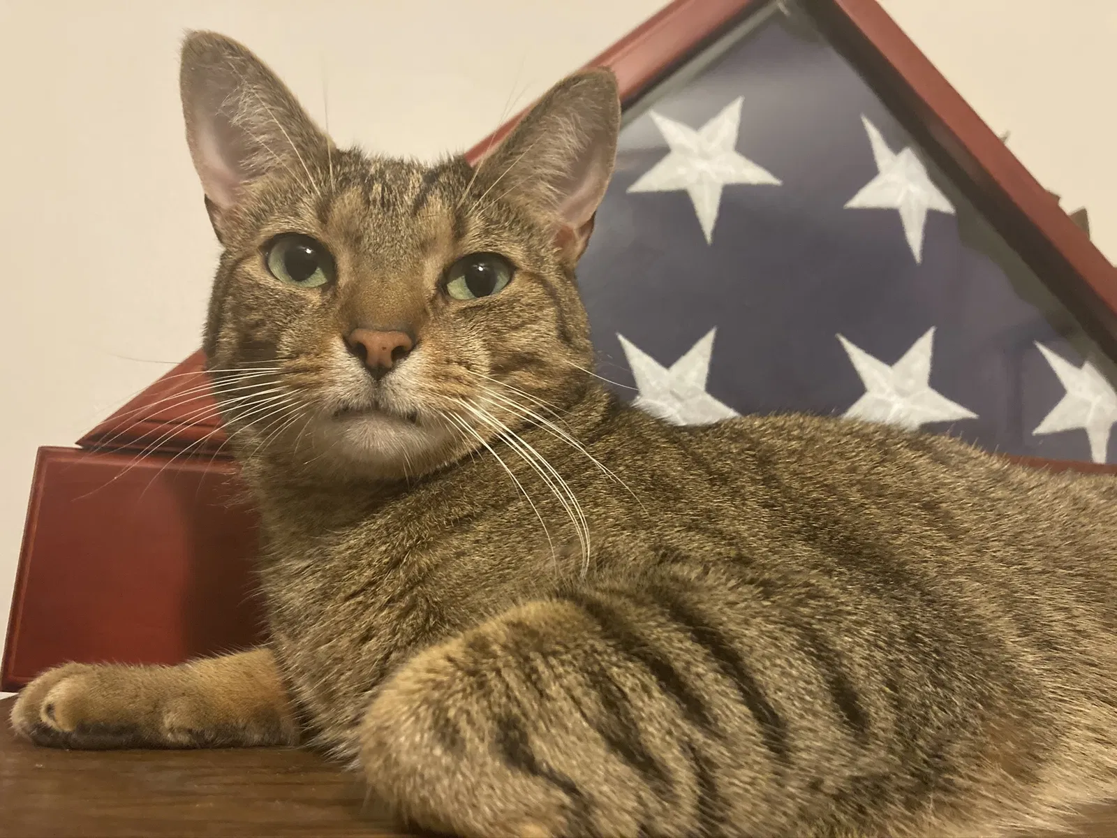 Lost cat in San Diego, CA, 92115