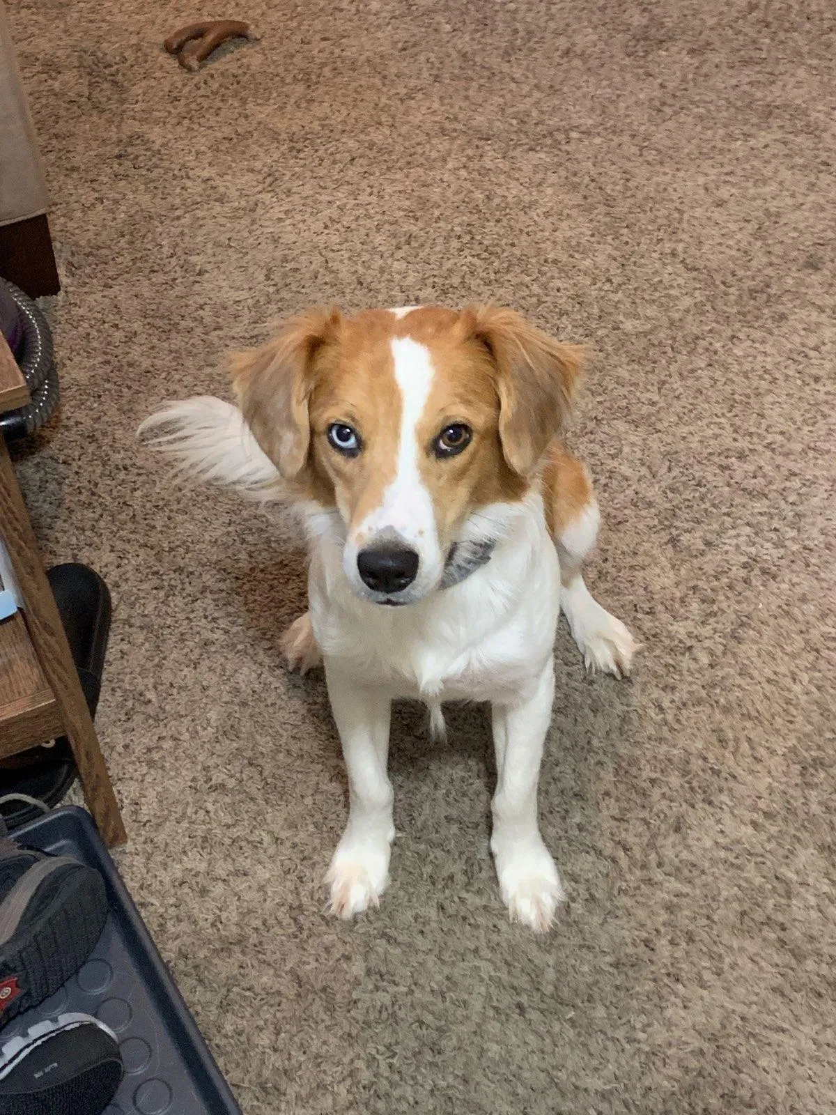 Lost dog in Rheems, PA, 17570