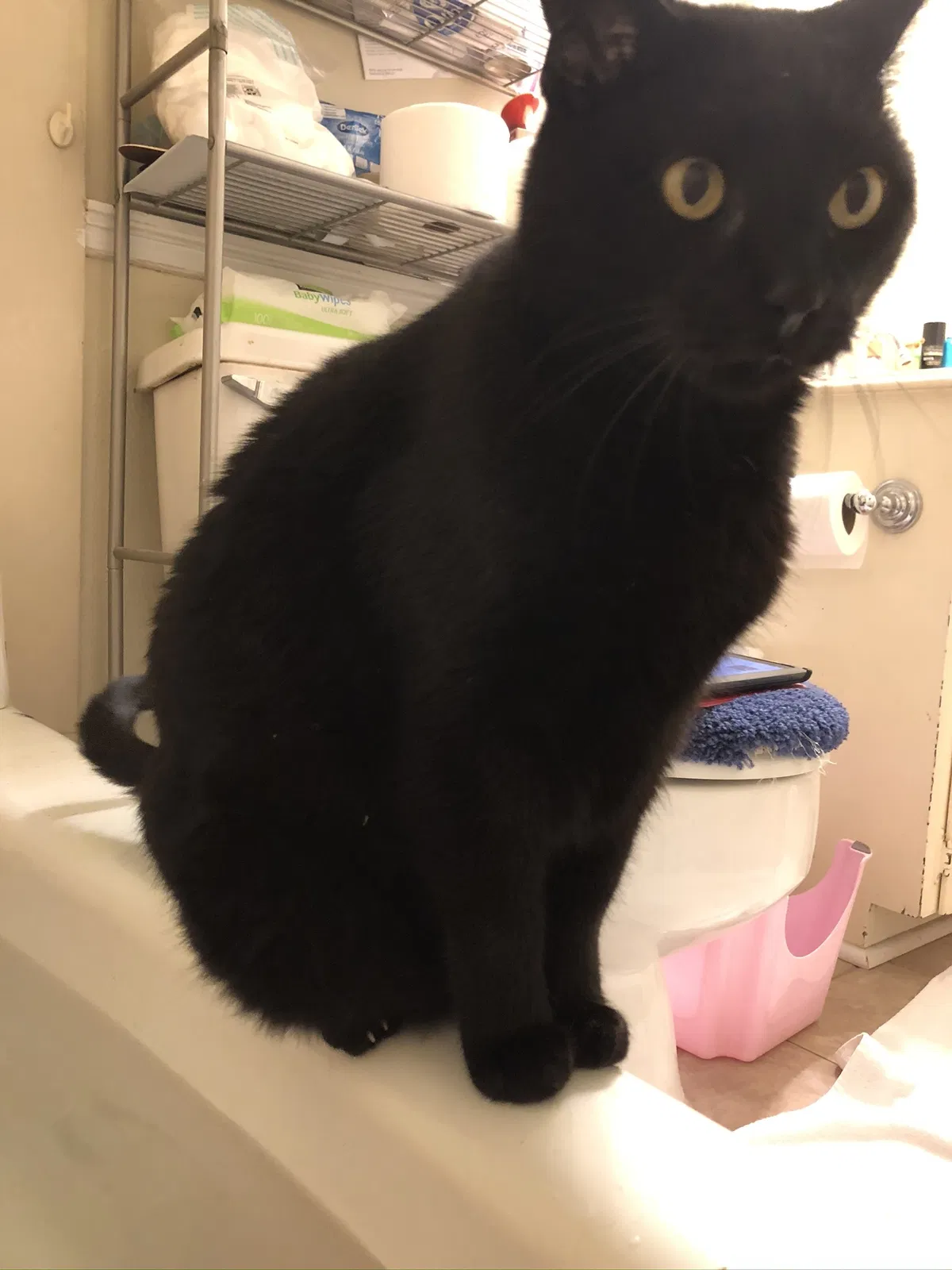 Lost cat in Lafayette, LA, 70506
