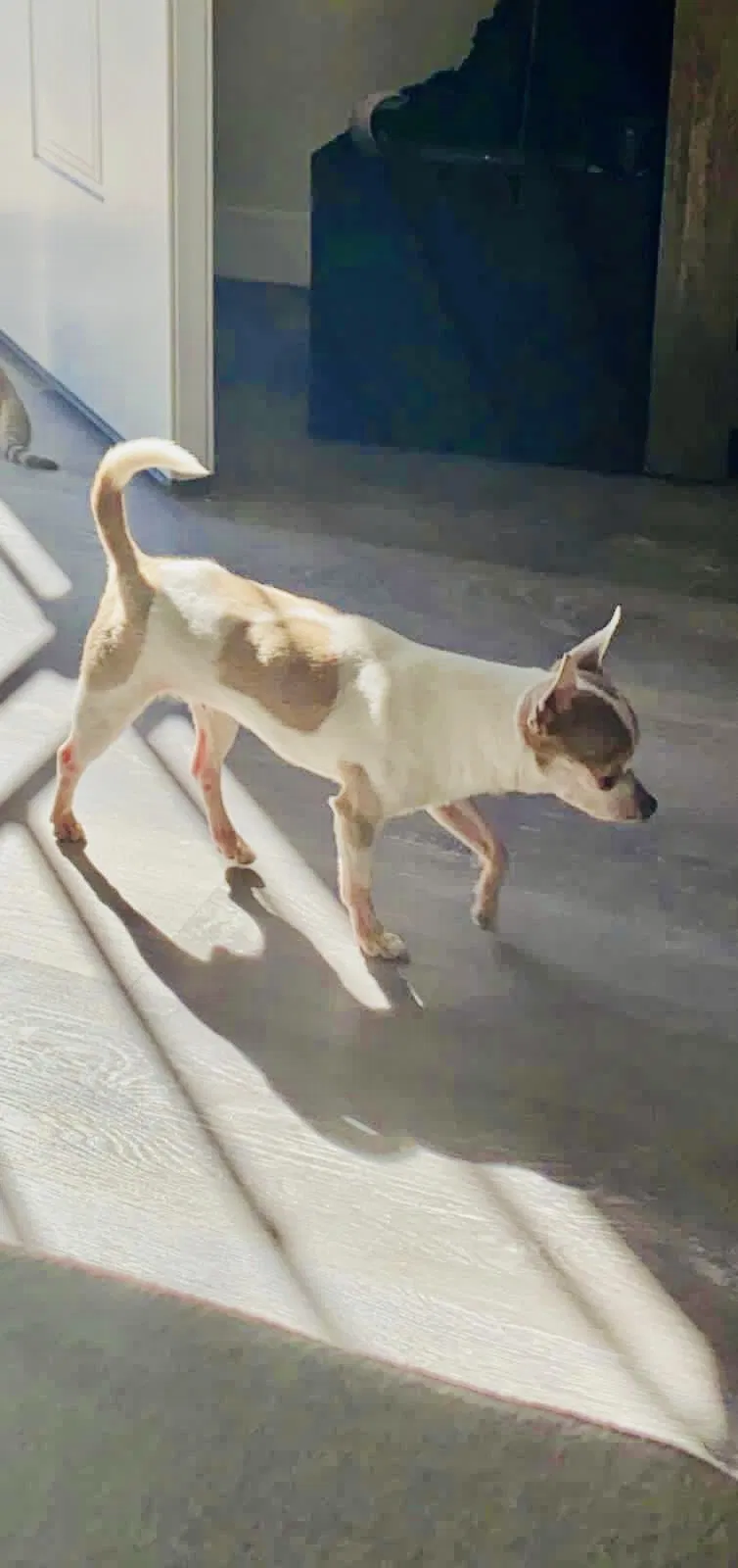 Lost dog in San Diego, CA, 92105