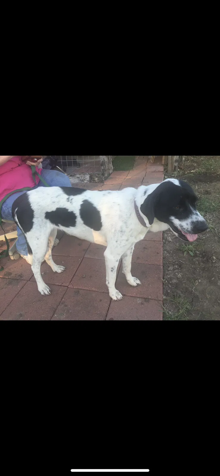 Lost dog in Unknown, TX, 774889