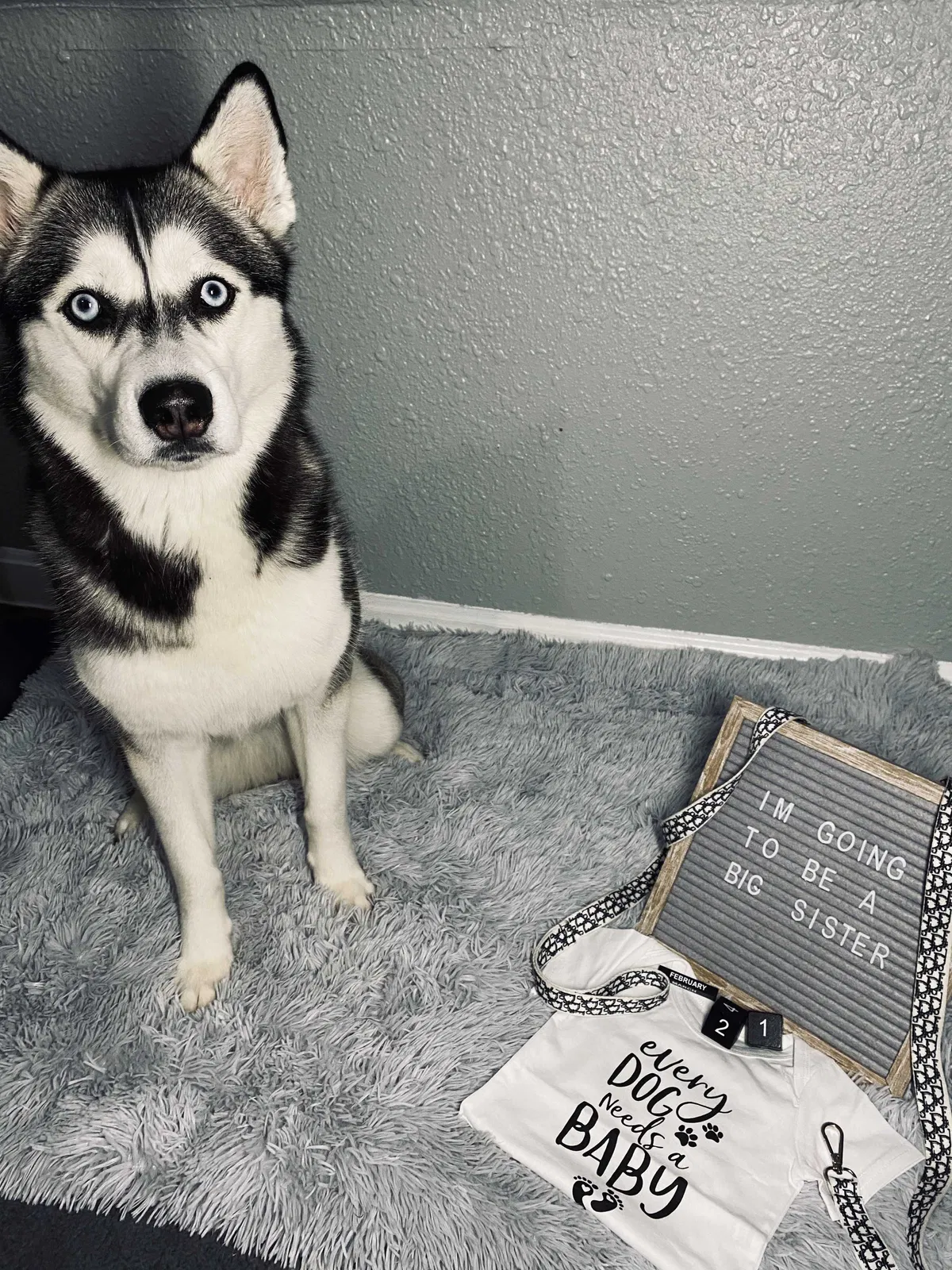 Lost dog in Detroit, MI, 48228