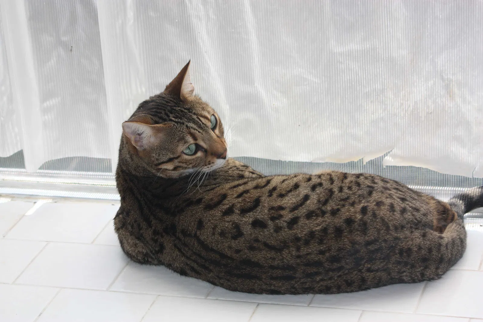 Lost cat in Houston, TX, 77007