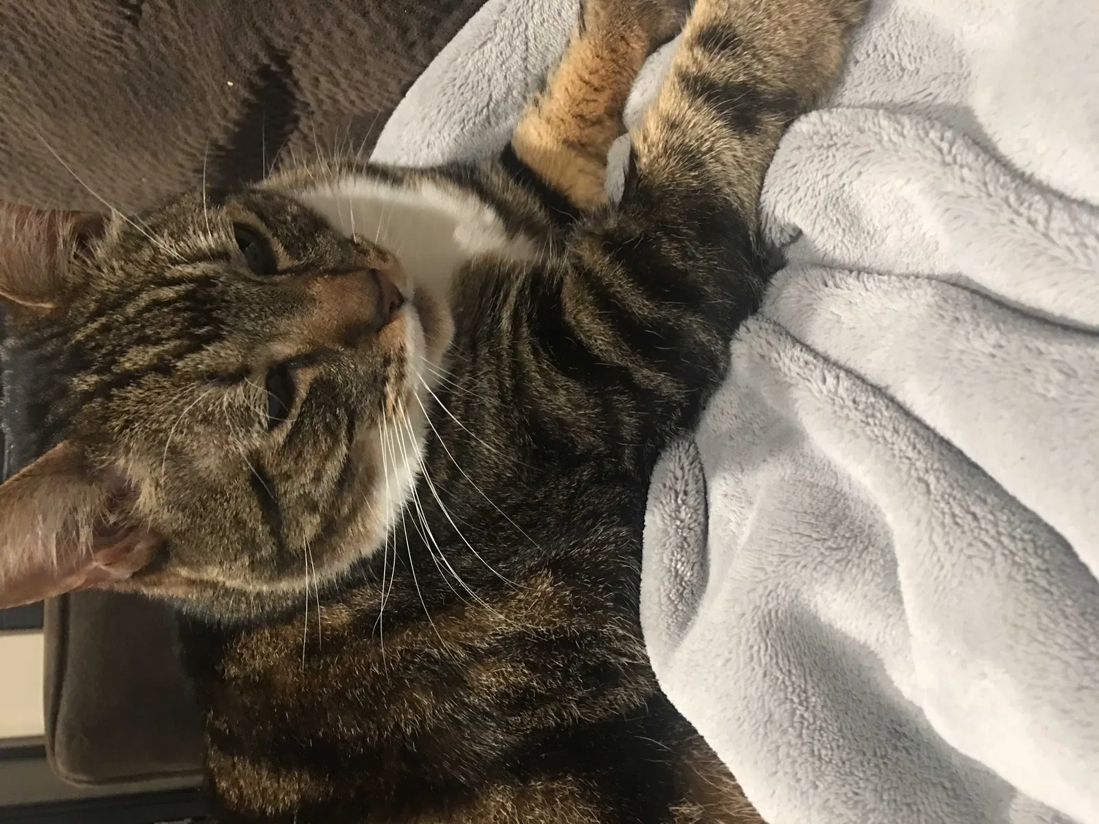 Lost cat in Vacaville, CA, 95688