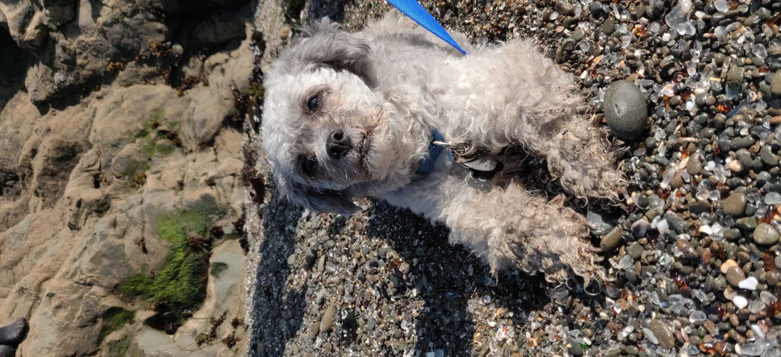 Lost dog in Pomona, CA, 91767