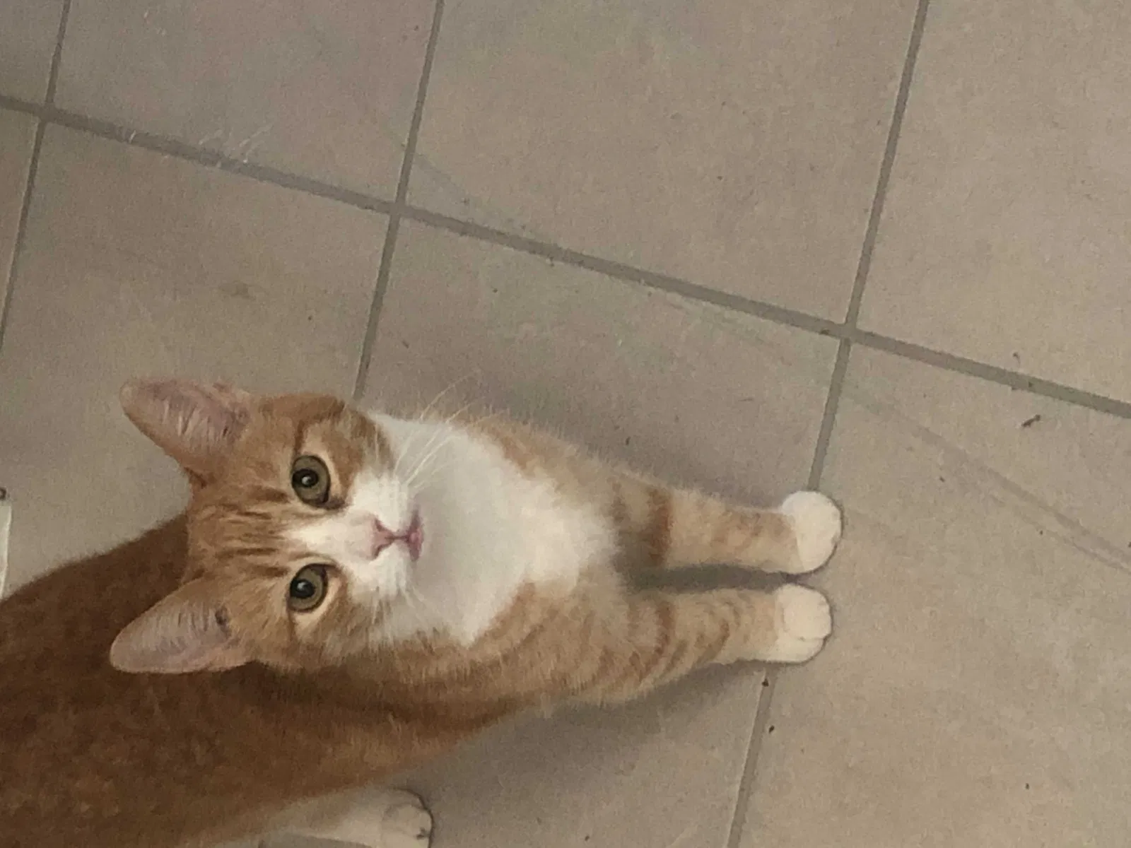 Lost cat in Fillmore, CA, 93015