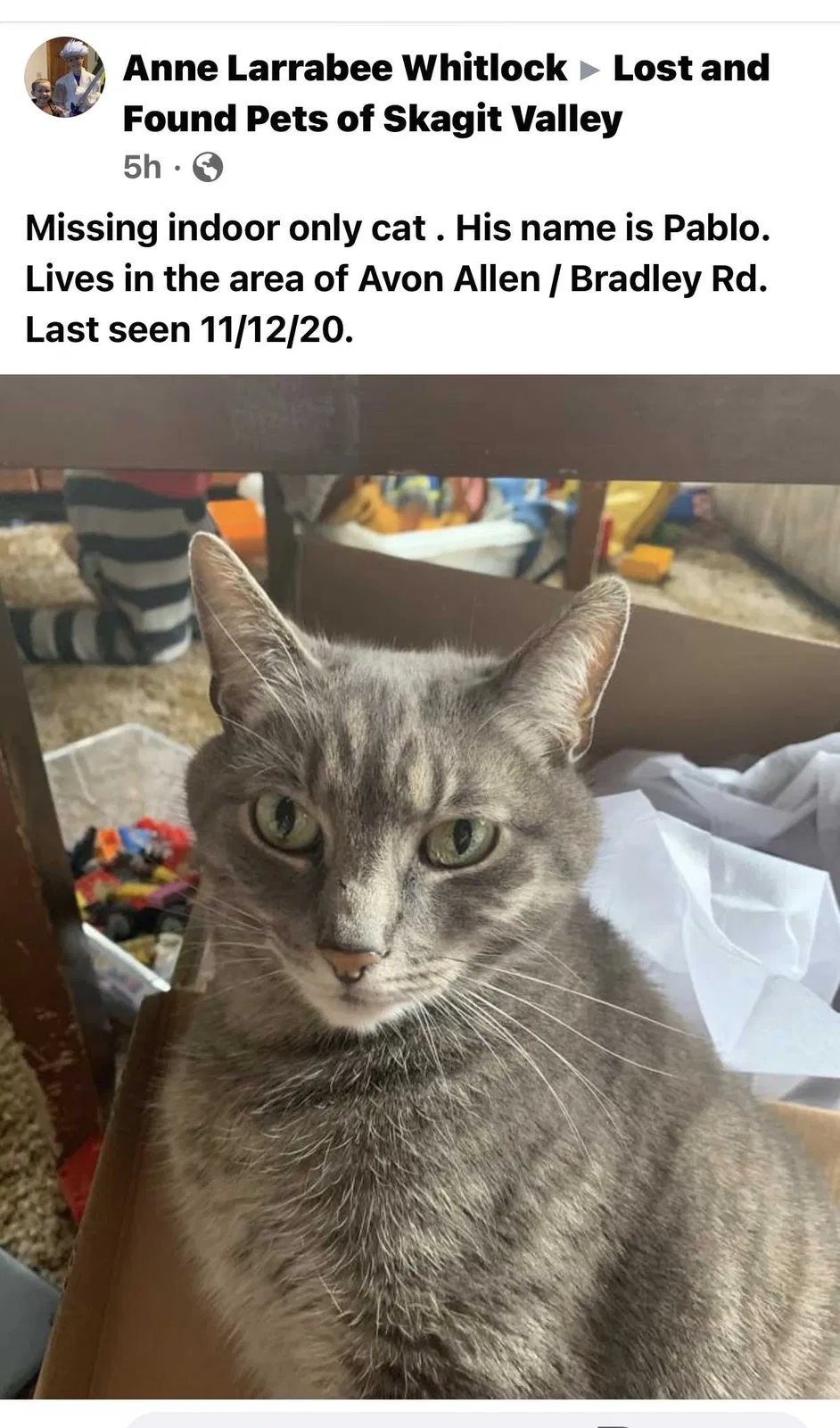 Lost cat in Bow, WA, 98232