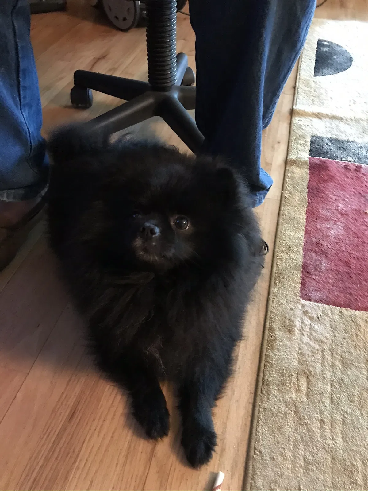 Lost dog in Valley Mills, TX, 76689