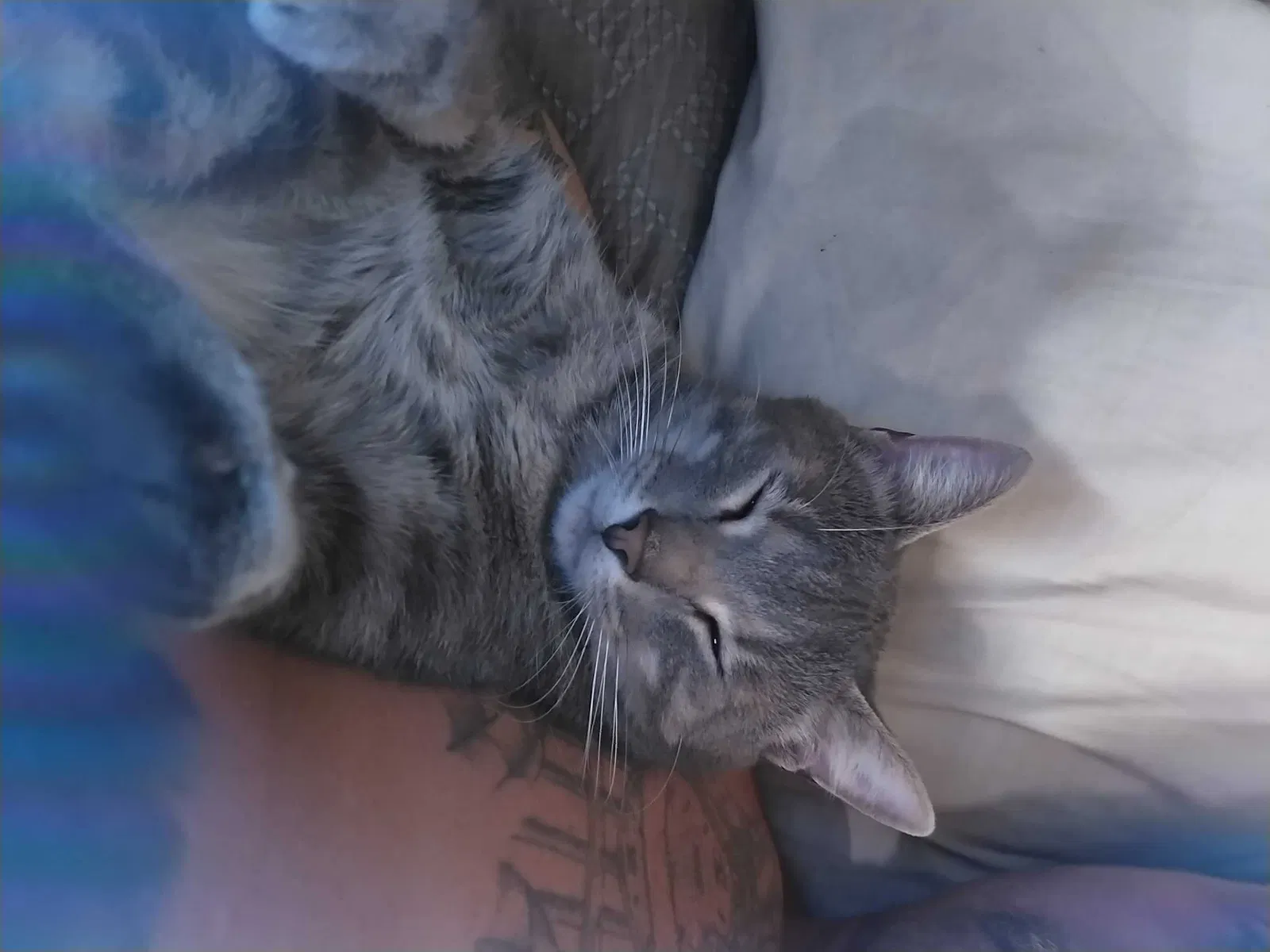 Lost cat in Hancock, NH, 3449