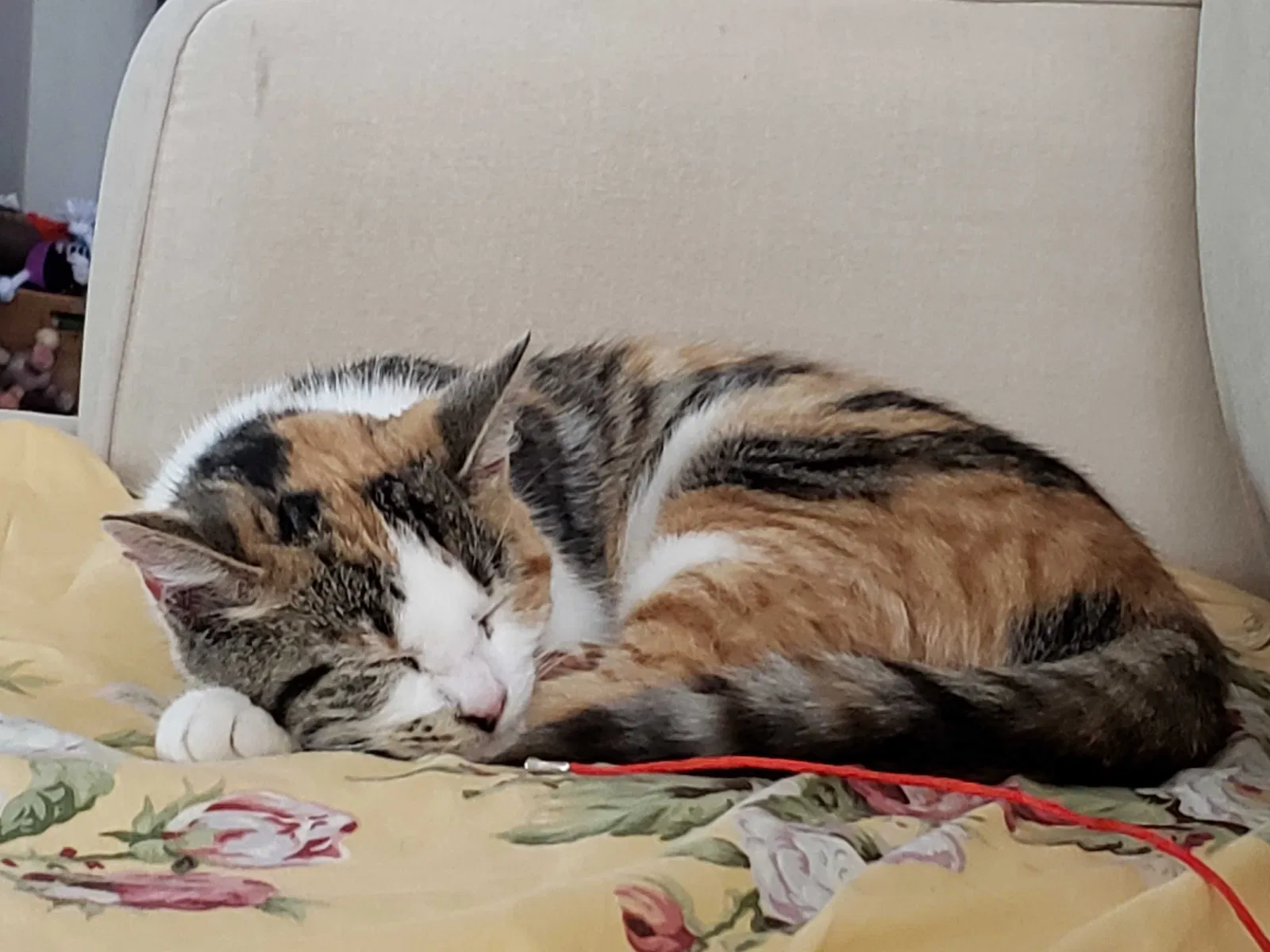 Lost cat in Dayton, OH, 45458