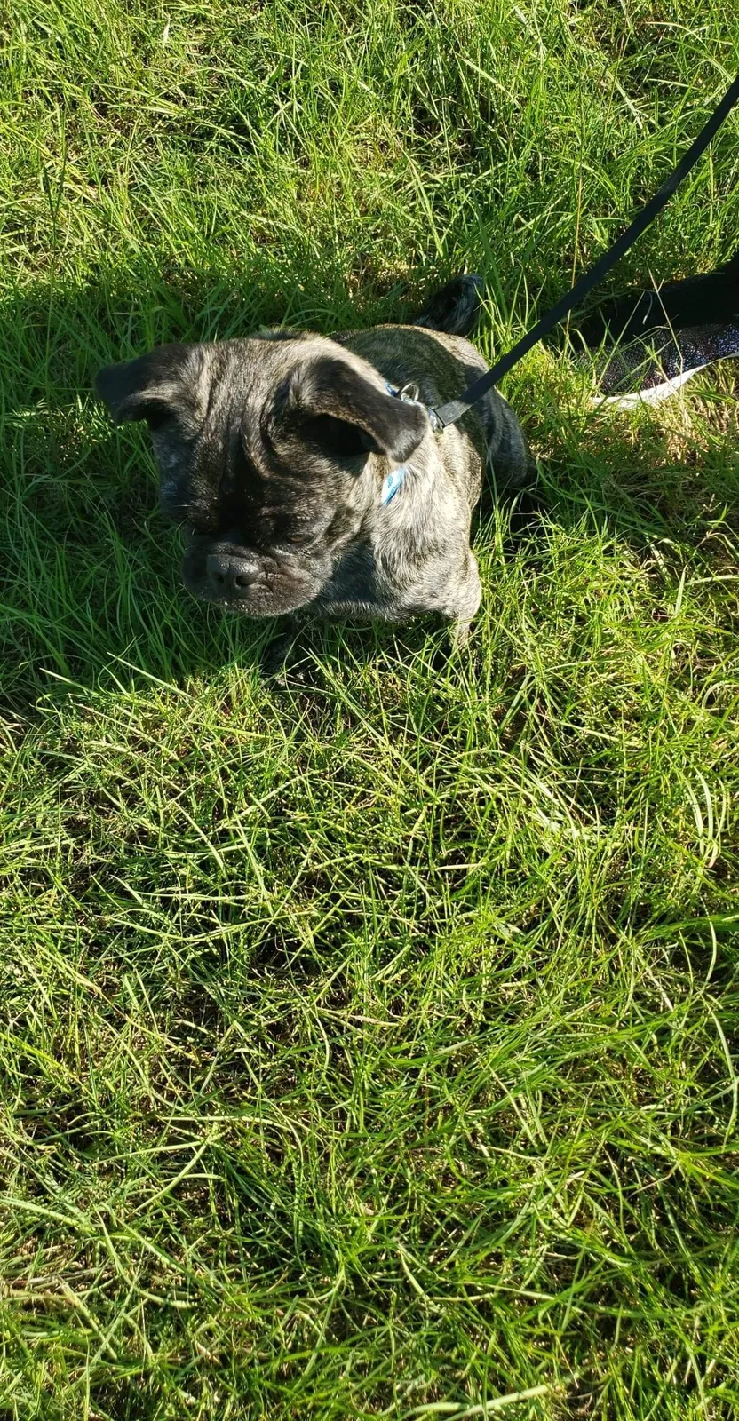 Lost dog in Hinesville, GA, 31313