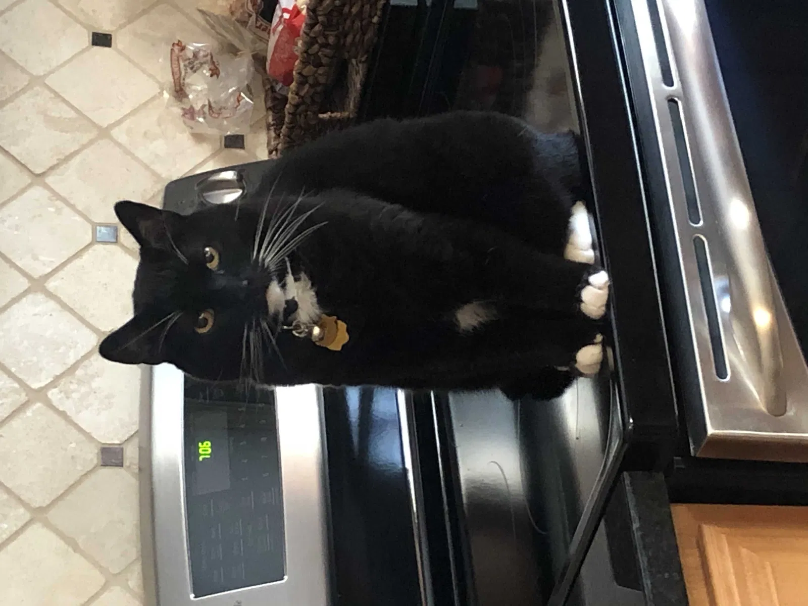 Lost cat in Wynantskill, NY, 12198