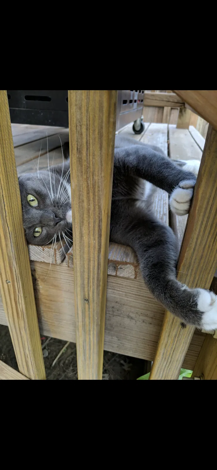 Lost cat in Portland, ME, 4103