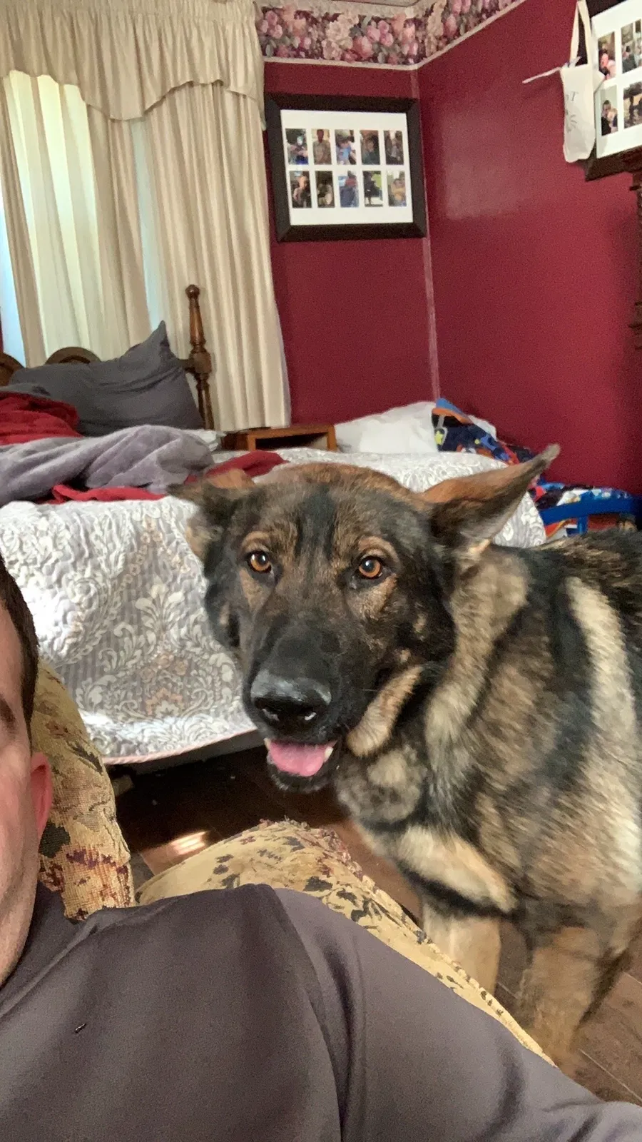Lost dog in Semmes, AL, 36575