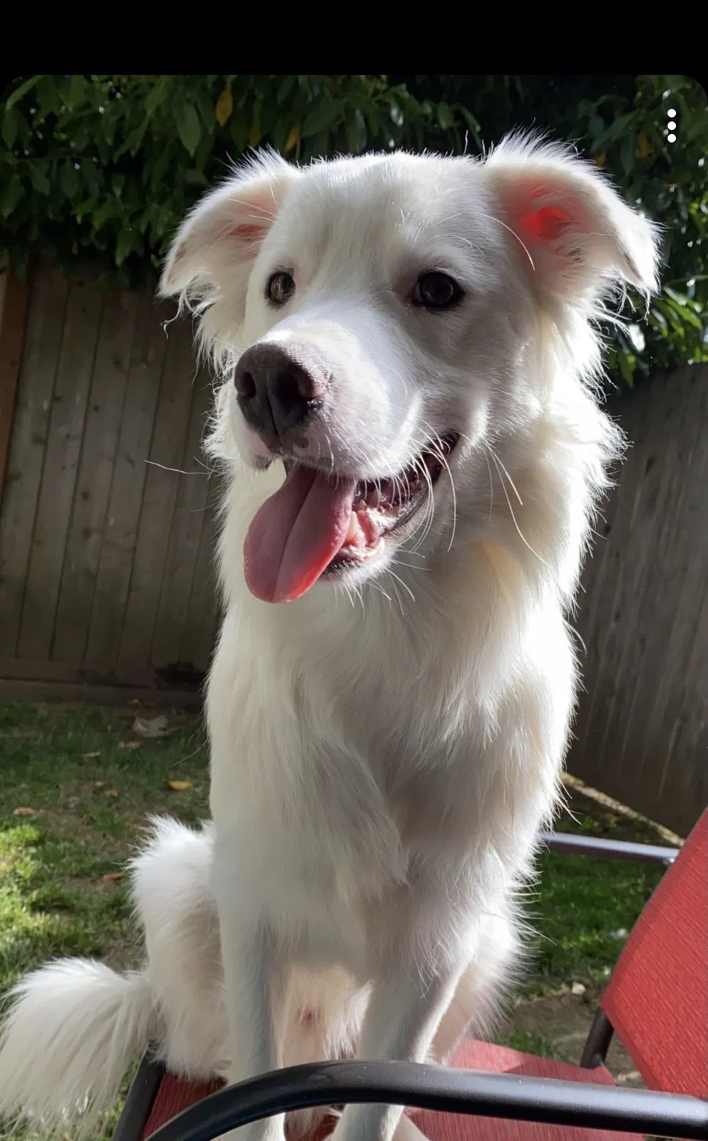 Lost dog in Lacey, WA, 98503