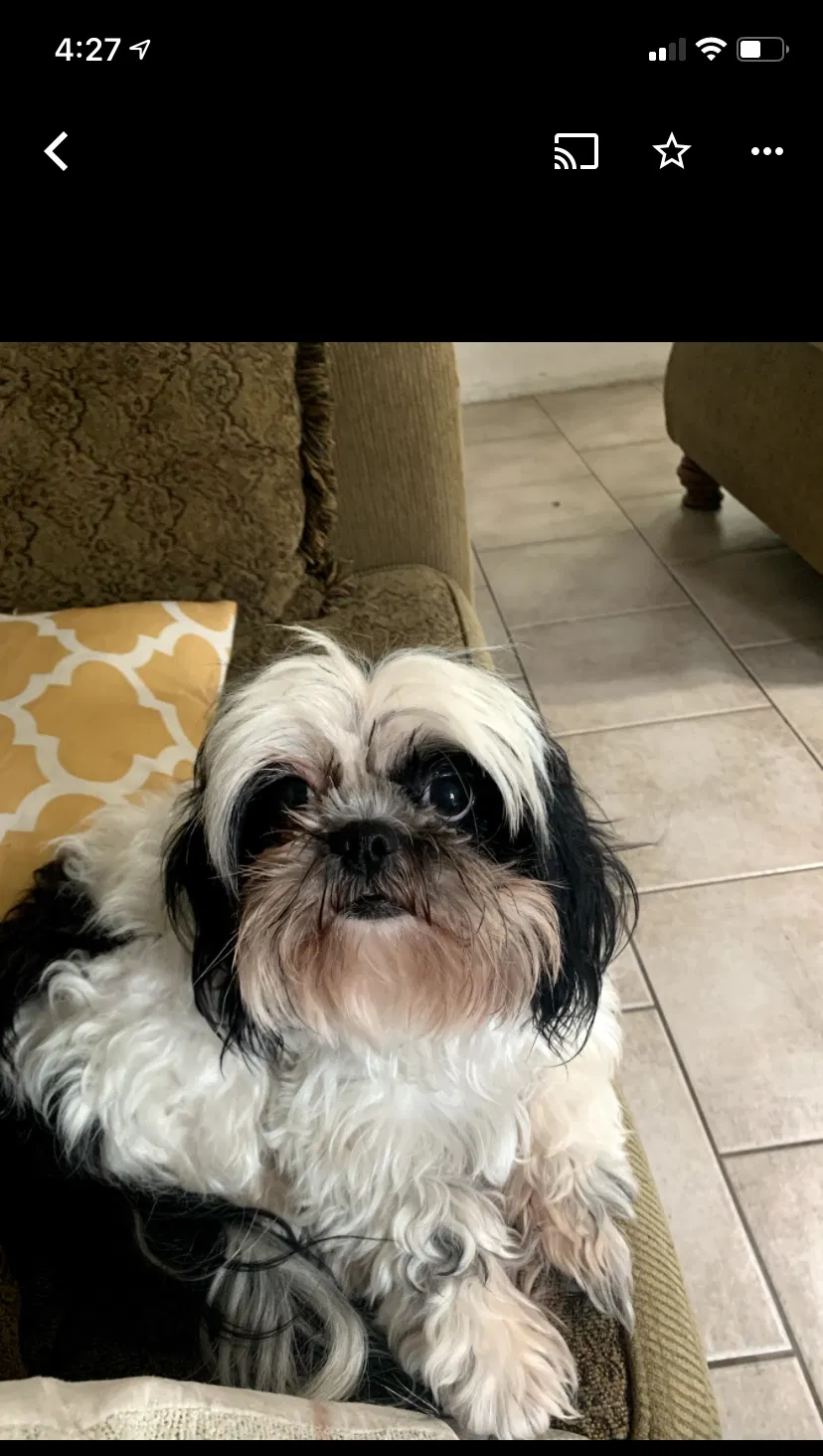 Lost dog in Cedar Hill, TX, 75104