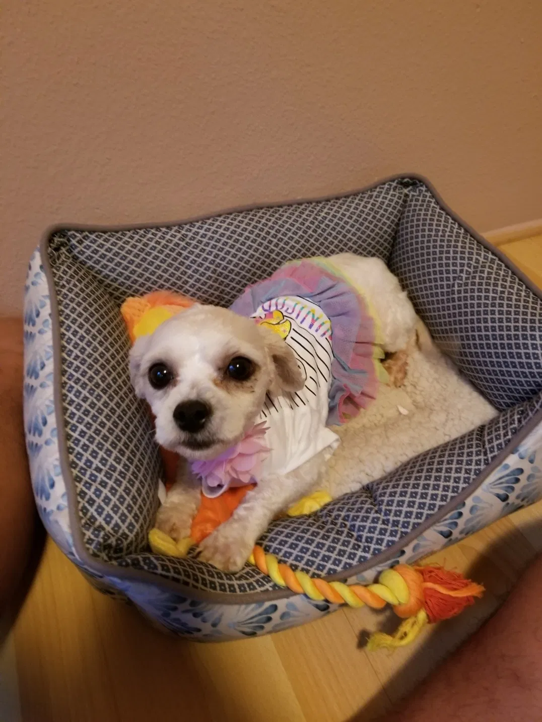 Lost dog in Waipahu, HI, 96797