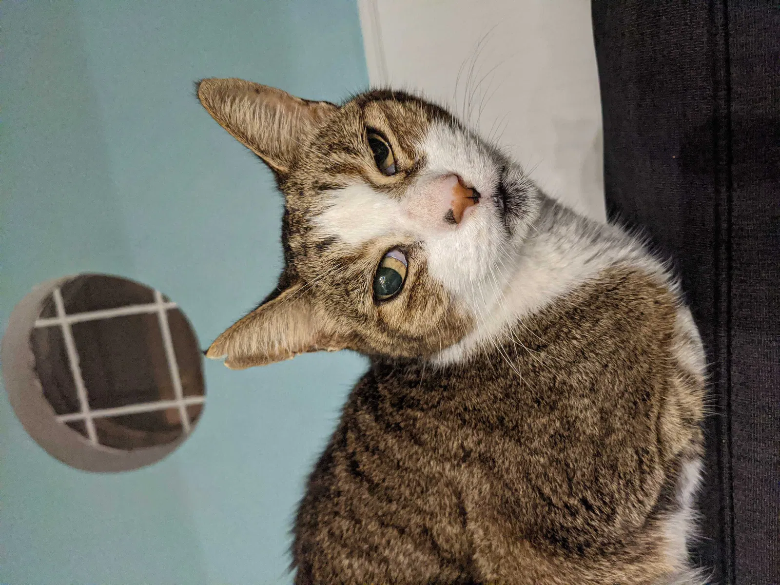 Lost cat in Norfolk, VA, 23503