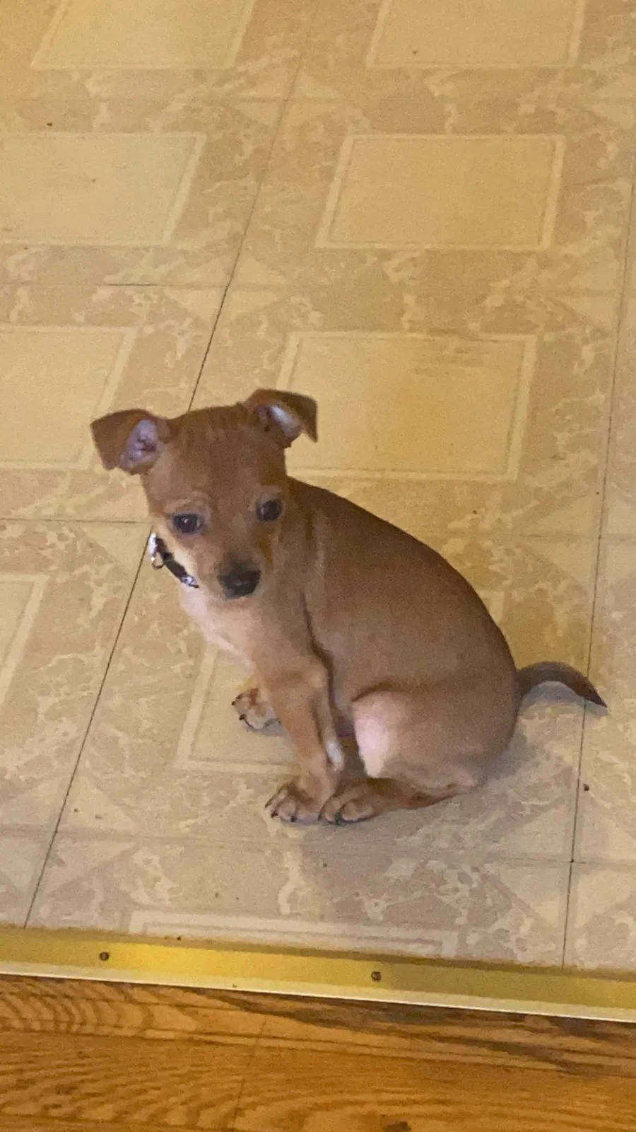 Lost dog in Milwaukee, WI, 53204